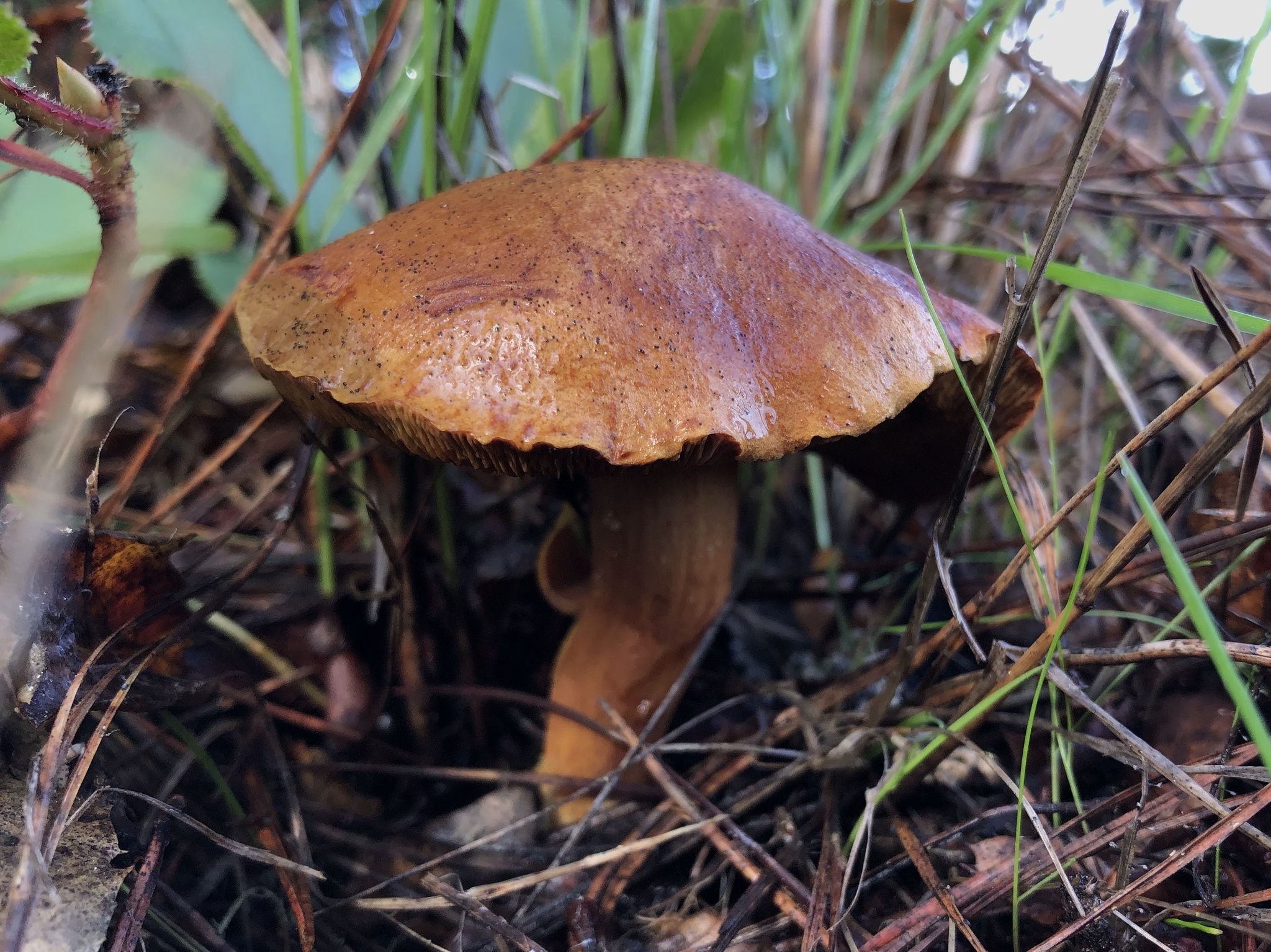 Перечный гриб. Моховик масленок перечный гриб. Перечный гриб Chalciporus piperatus. Масленок перечный (Chalciporus piperatus). Маслята и перечный гриб.