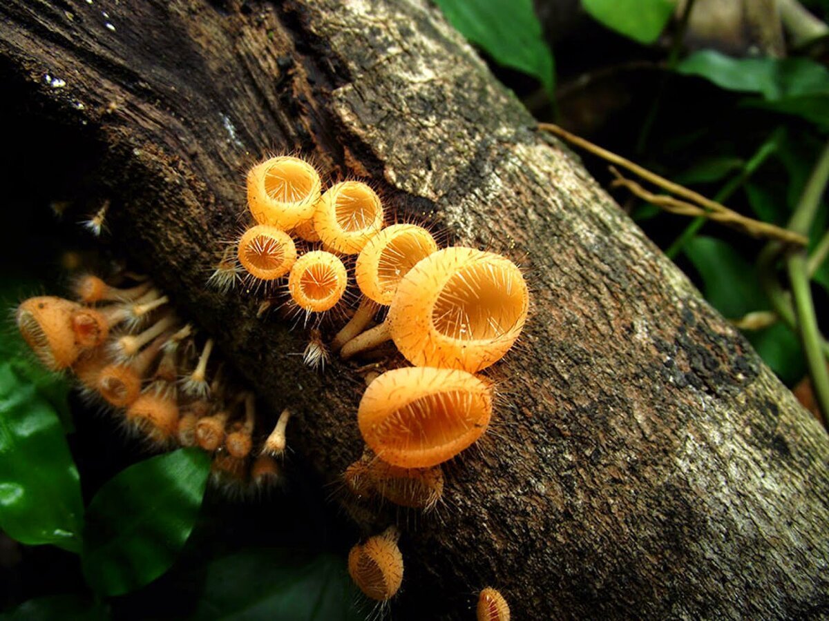 Экзотические грибы. Грибы Кампанелла необычные грибы. Грибы экзоты. Грибы Cookeina Tricholoma.. Лес с необычными грибами.