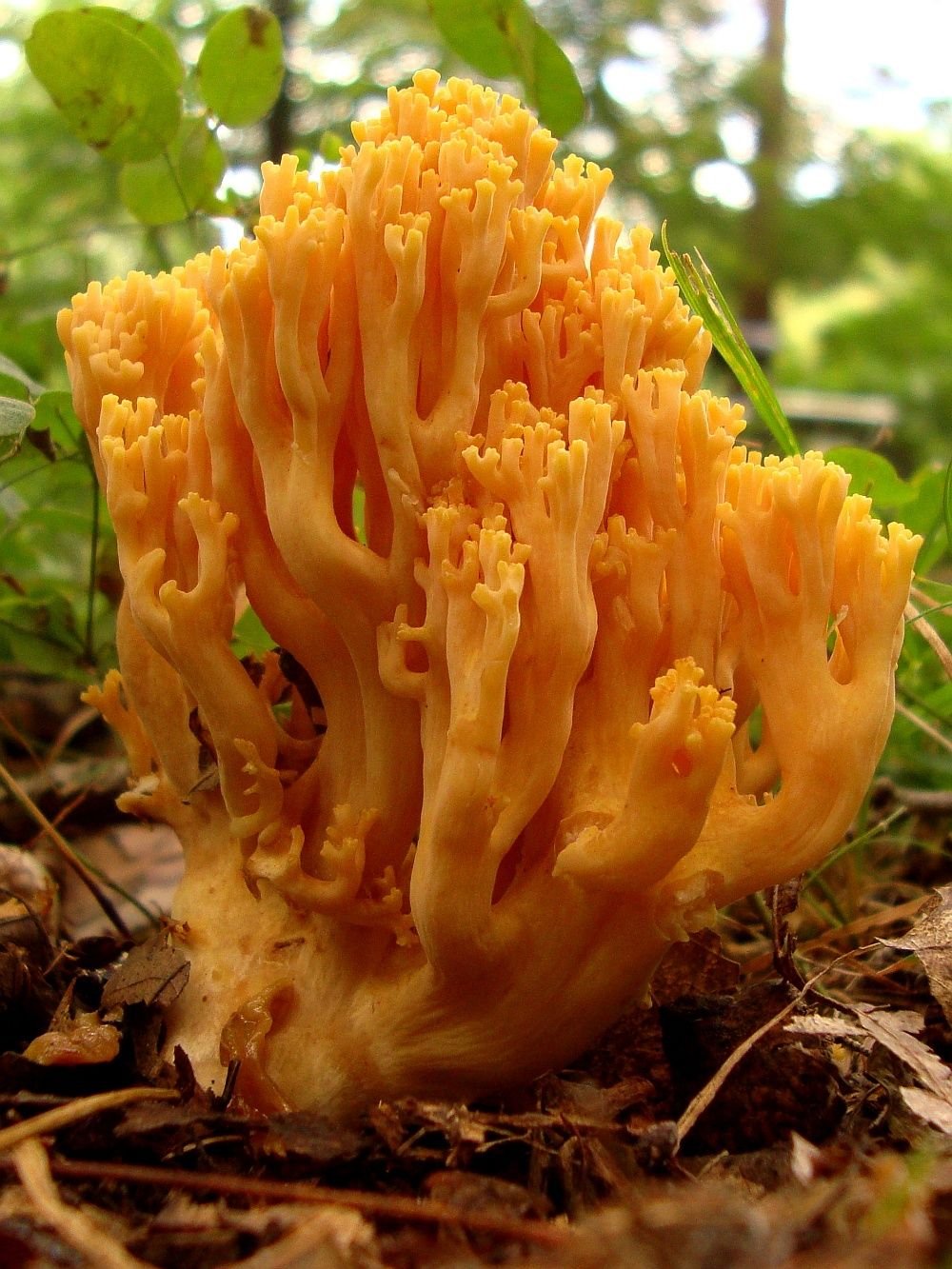 Гриб капуста. Рамария золотистая - Ramaria Aurea. Рамария Криспа. Рамария гриб. Рамария финская.