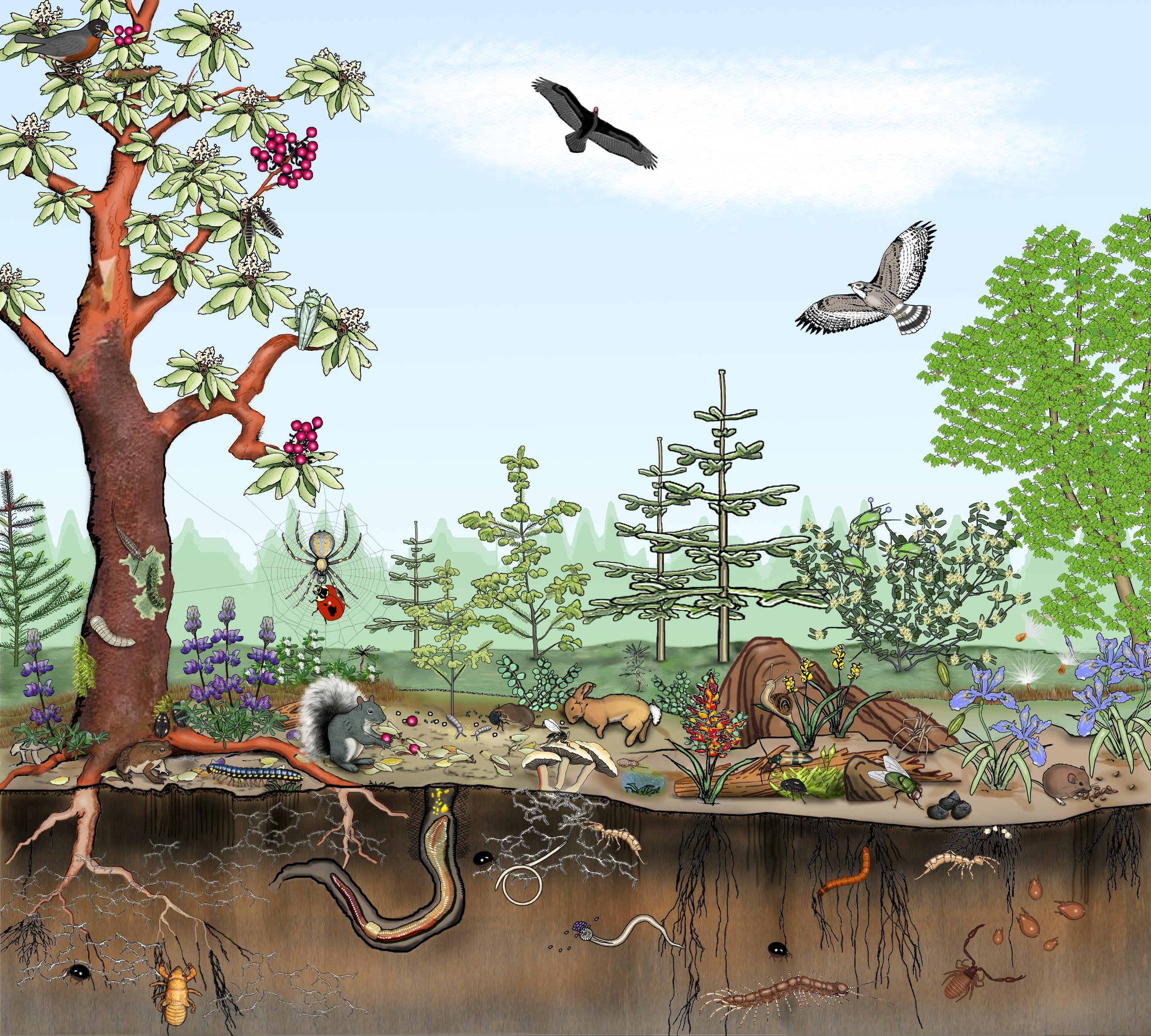 Живые организмы не могут существовать из за. Биоценоз Лесной живые организмы. Биеценоз биоцениз эко система. Экосистема биоценоза леса. Биоценоз Дубравы.