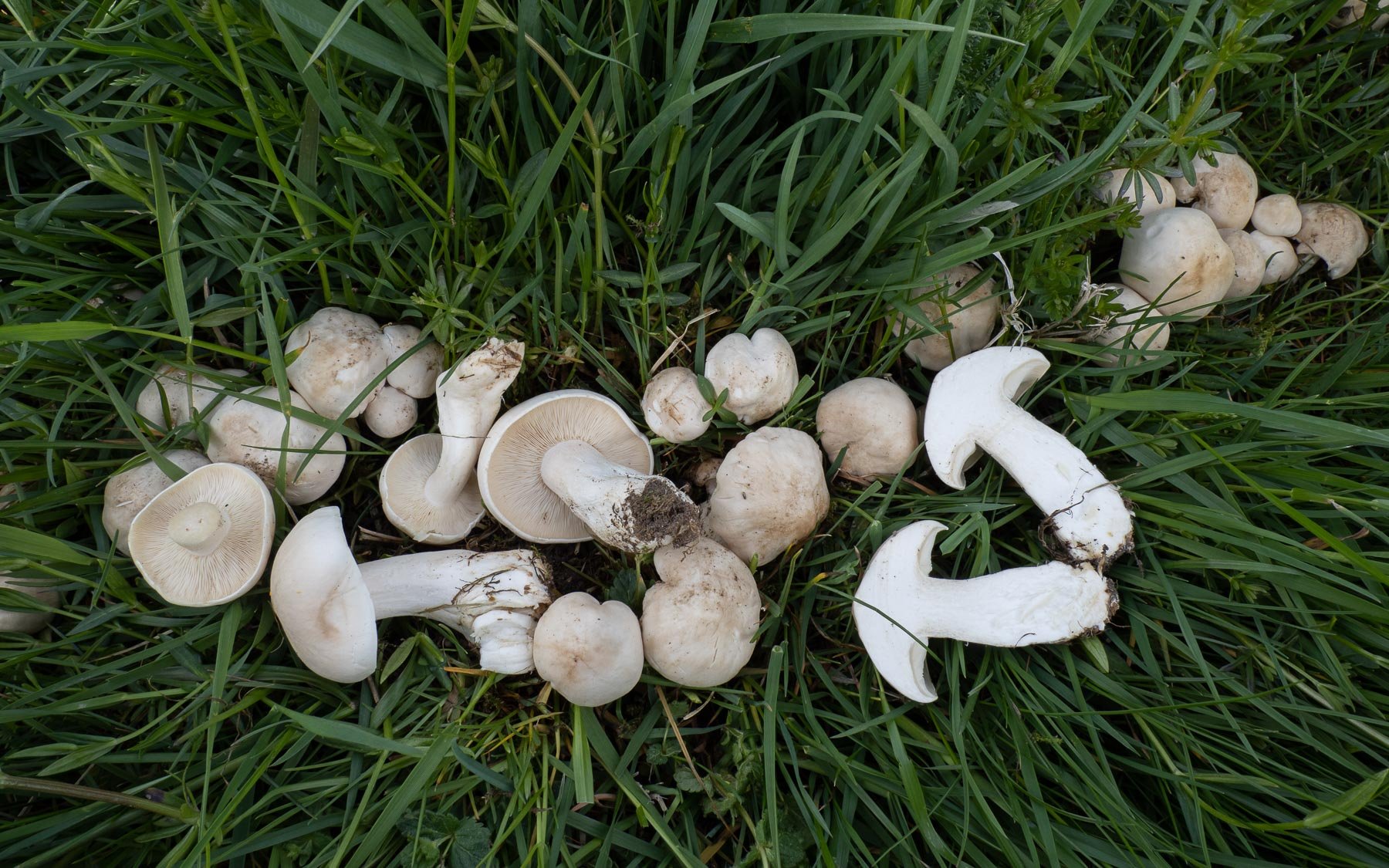 Какие грибы в мае. Майский гриб Calocybe gambosa. Грибы майские рядовки. Белый шампиньон полевой. Шампиньон полевой шампиньон овечий.