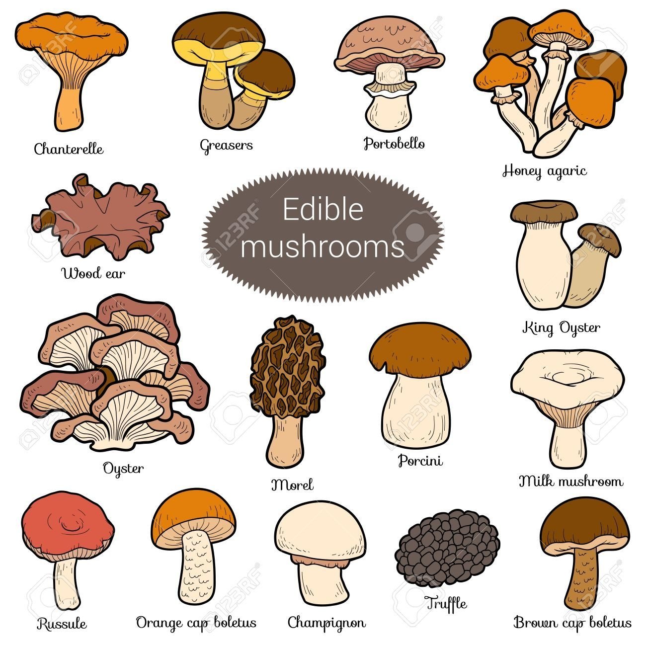 Съедобные и несъедобные грибы в картинках