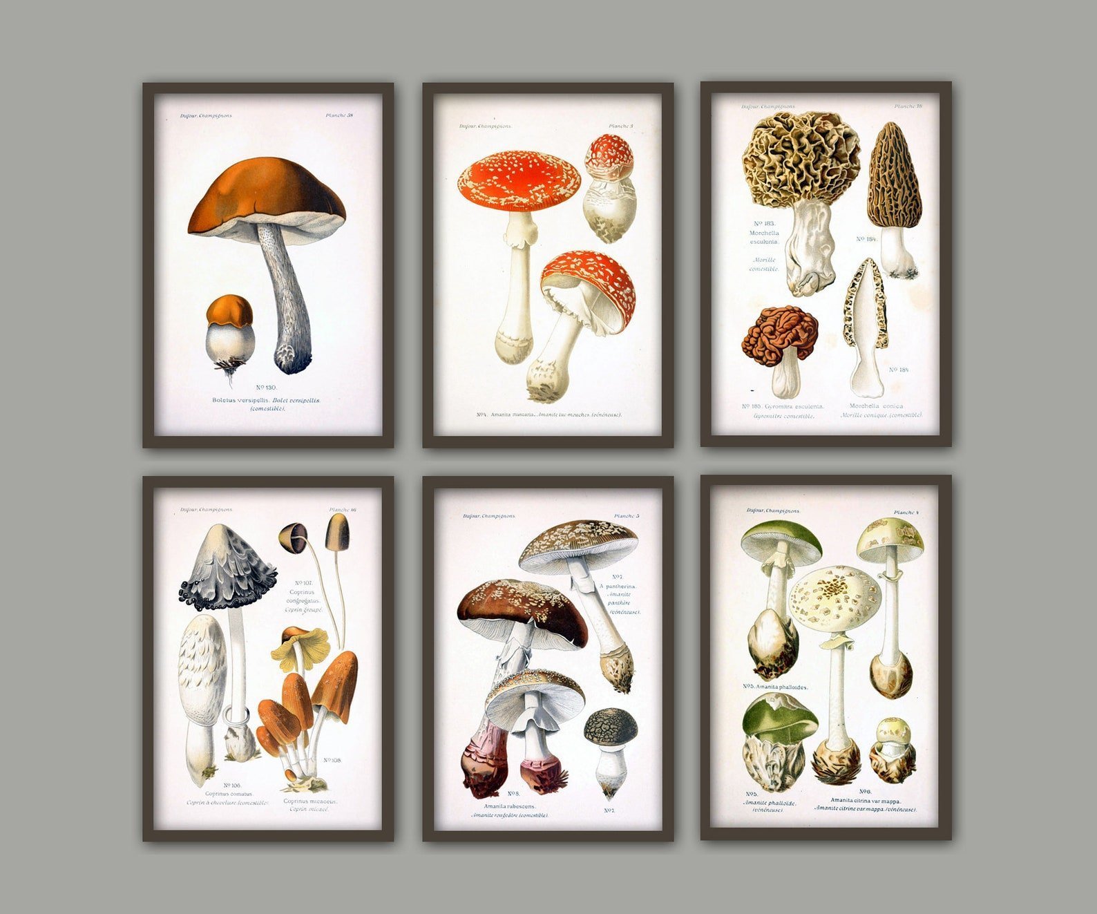 Примеры несъедобных грибов