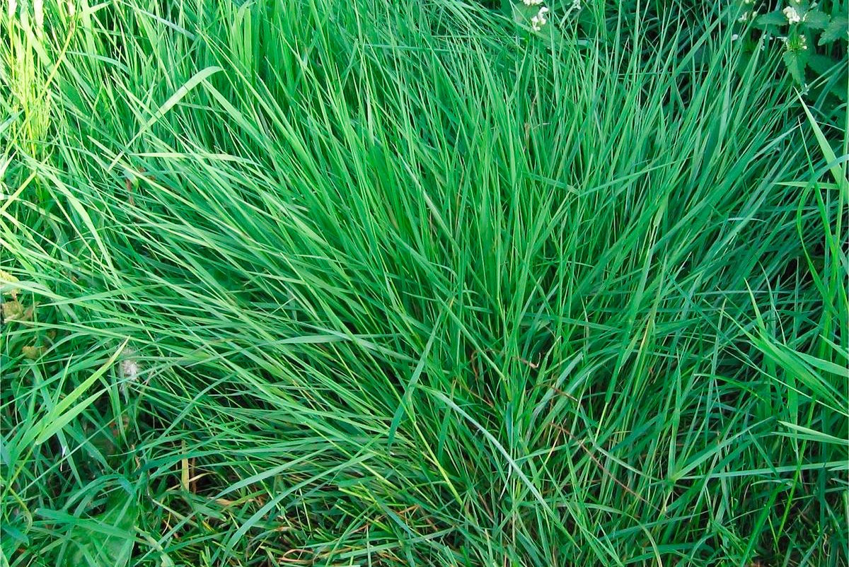 Садовая высокая трава