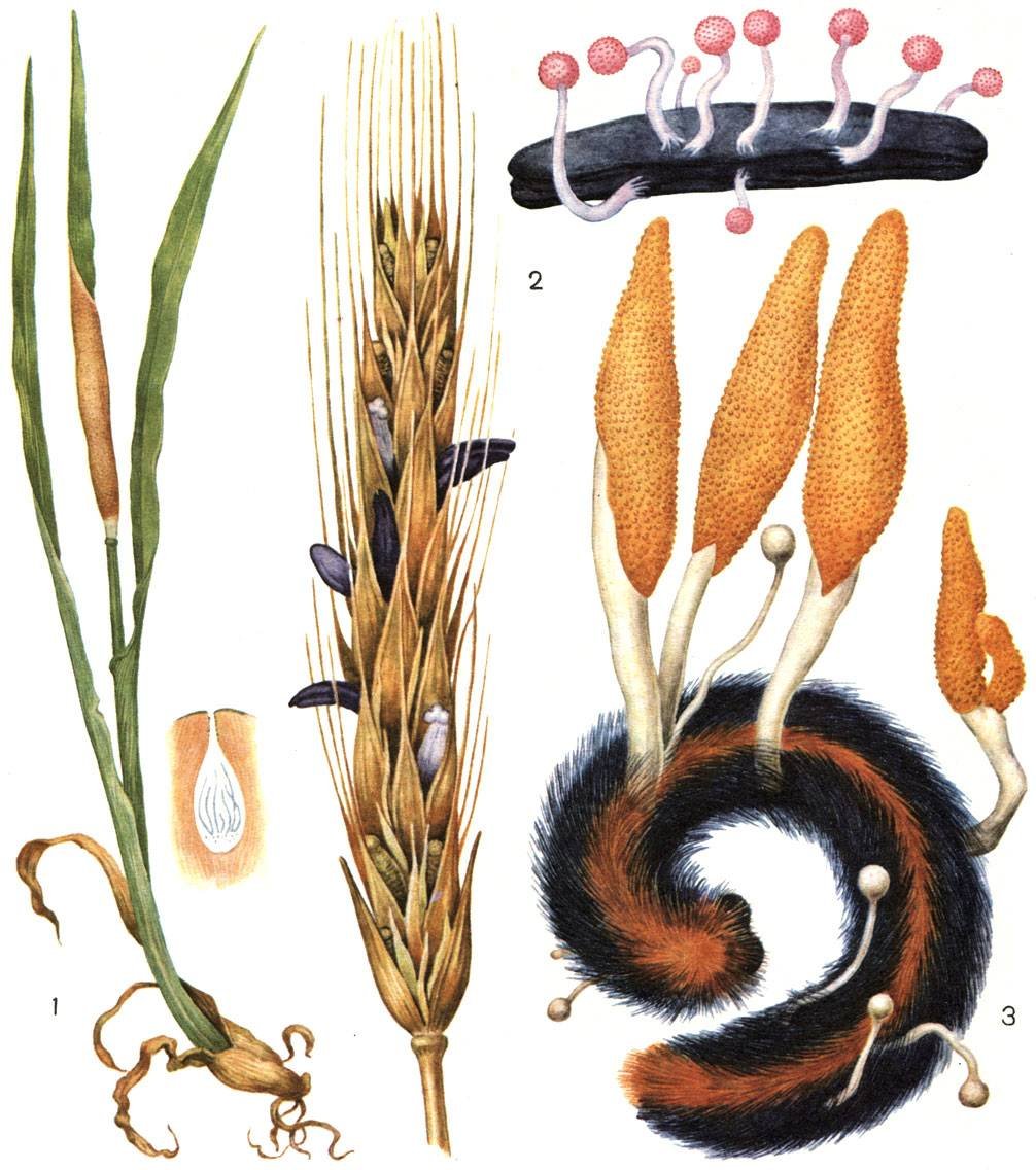 Пшеничный гриб. Спорынья (Claviceps). Спорынья (Claviceps purpurea Tulasne).. Склероции спорыньи на ржи. Claviceps purpurea – спорынья пурпурная.