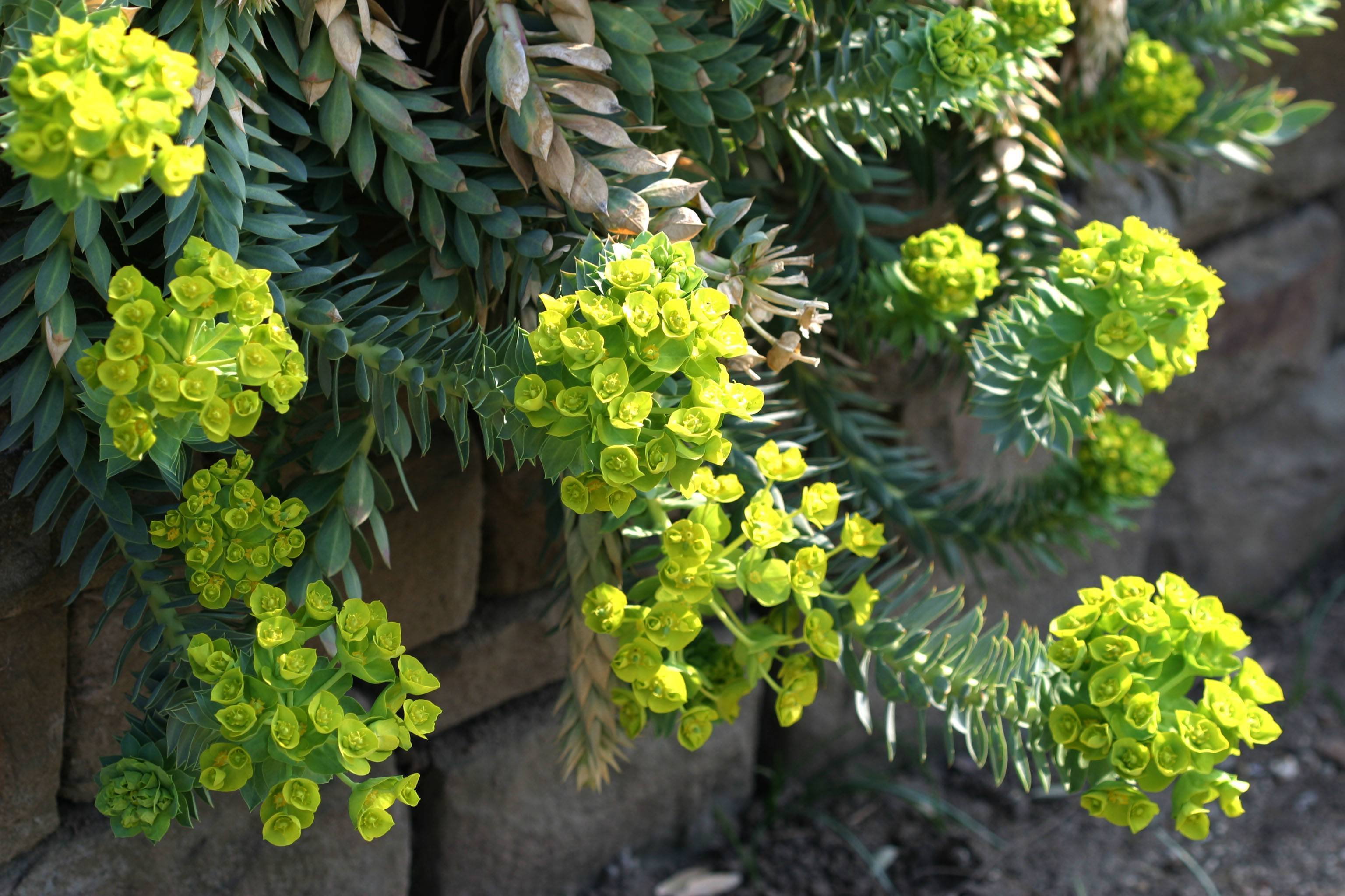 Молочай миртолистный. Молочай монетчатый. Молочай Канарский Euphorbia canariensis. Молочай зверобоелистный.