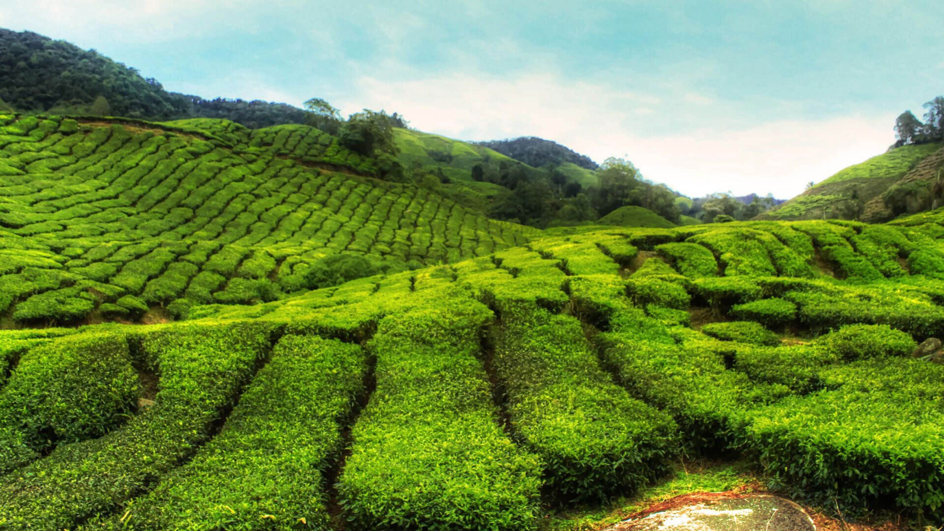 Виды плантаций. Чайные плантации Кобулети. Нячанг чайная плантация. Юньнань чайные плантации живопись. Юньнань чайные плантации.