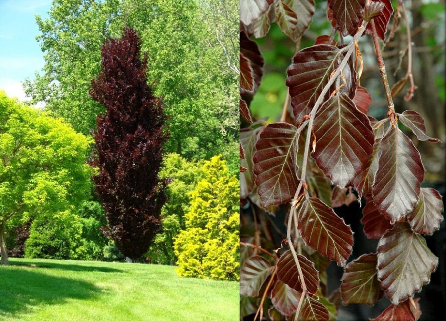 Тополь пурпл тауэр. Fagus sylvatica Dawyck Purple. Бук Лесной Атропуницеа. Тополь дельтовидный краснолистный. Бук Лесной Dawyck Purple.