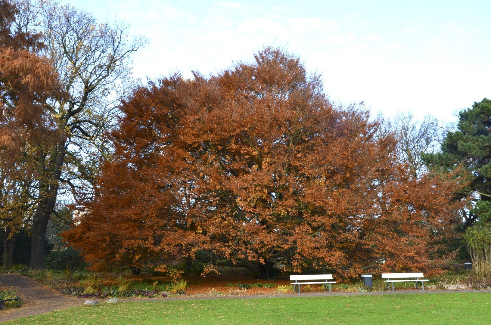 Бук автор. Fagus sylvatica 'Asplenifolia'. Бук Европейский Аспленифолия. Бук Европейский Beech. Бук Европейский семена(f. sylvatica.