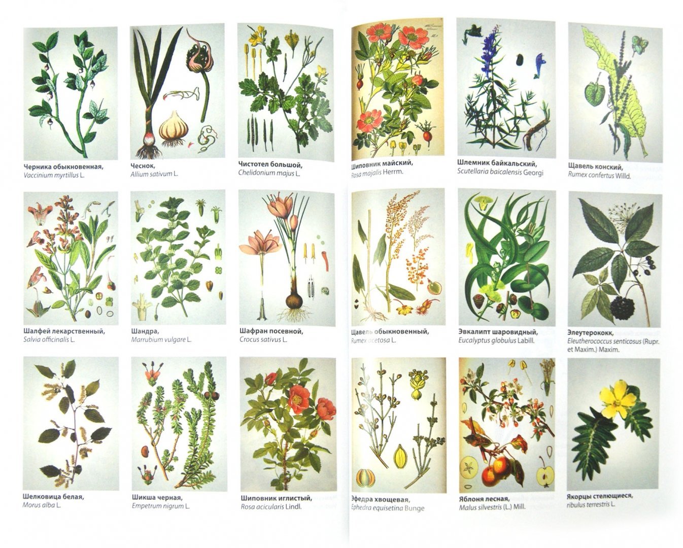 Полные названия растений. Лекарственные растения. Лекарственные растения названия. Лекарственные растения рисунки. Лекарственные травы с названиями.
