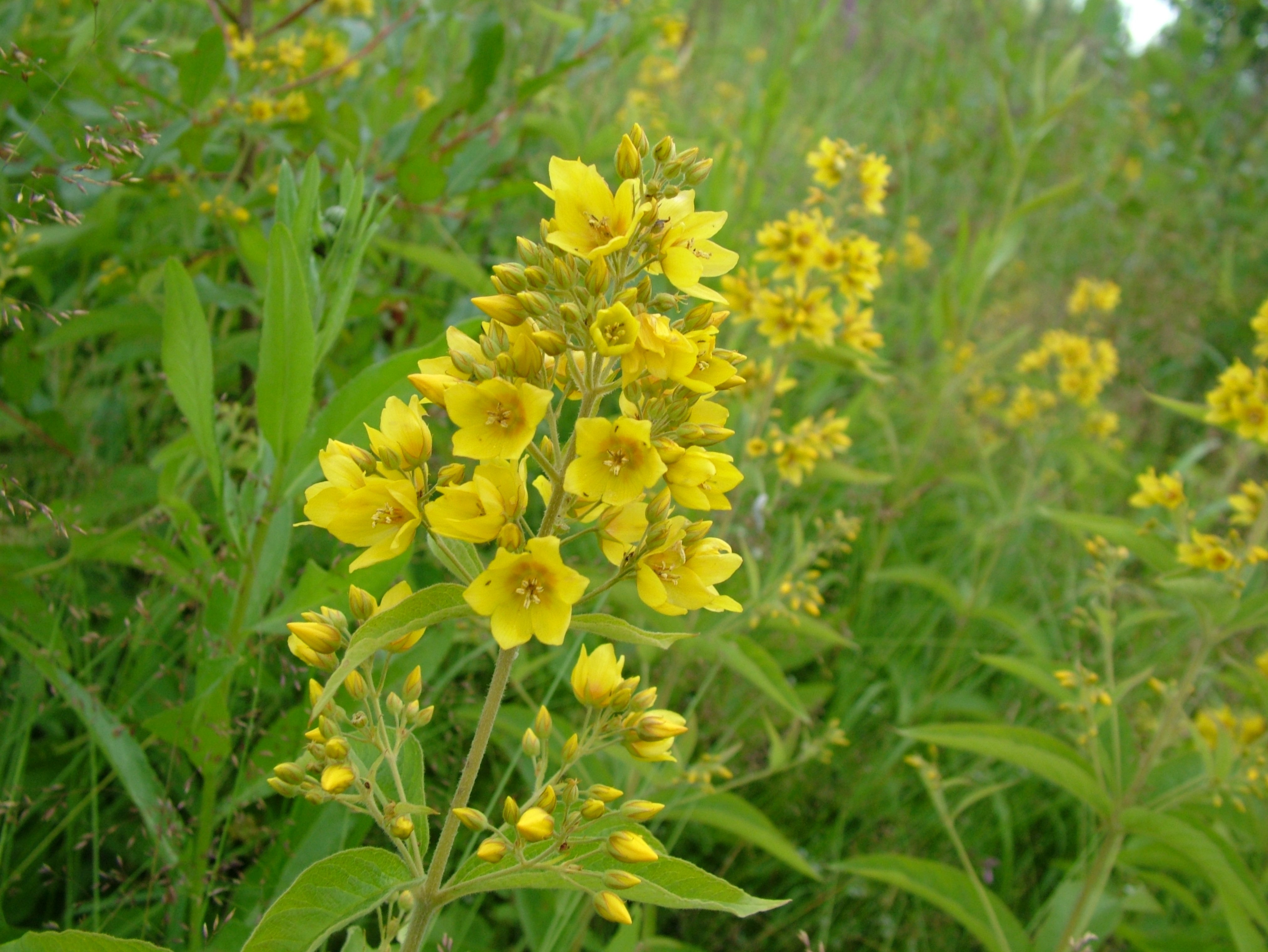 Желтая трава название. Витекс желтый полевой цветок. Луговые дикоросы желтые. Желтоголовник Луговой. Желтые цветы медоносы полевые.