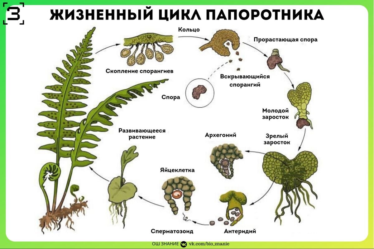 Папоротники