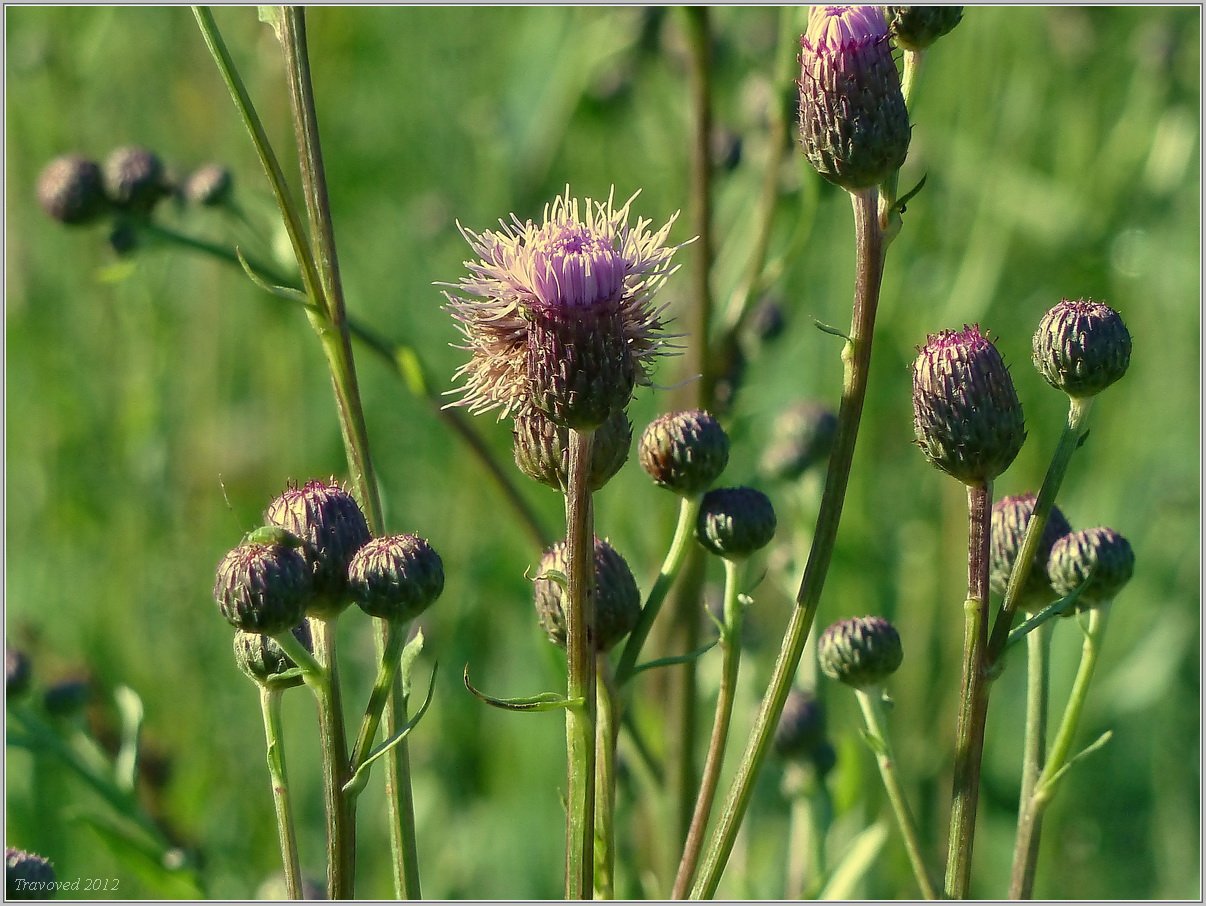 Осот полевой лекарственное растение или нет. Бодяк обыкновенный (Cirsium vulgare). Бодяк полевой (осот). Бодяк полевой (Cirsium arvense). Бодяк шерстистый.