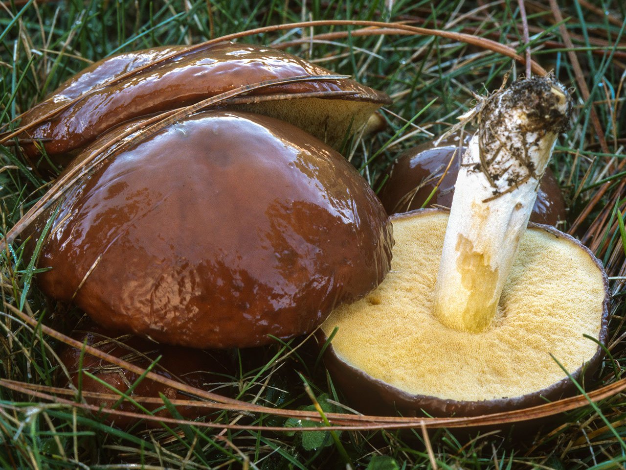 Есть гриб масленок. Болетовые маслята свинушки. Съедобные грибы маслята. Масленок Suillus. Suillus гриб.