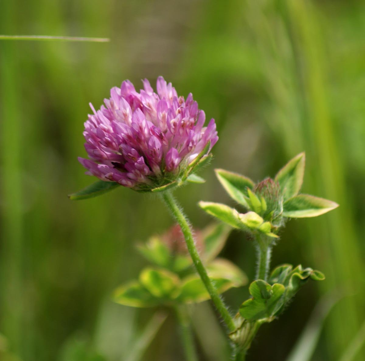 Система клевер луговой. Trifolium pratense l.. Клевер Трифолиум. Клевер кормовистый. Клевер Луговой растение.