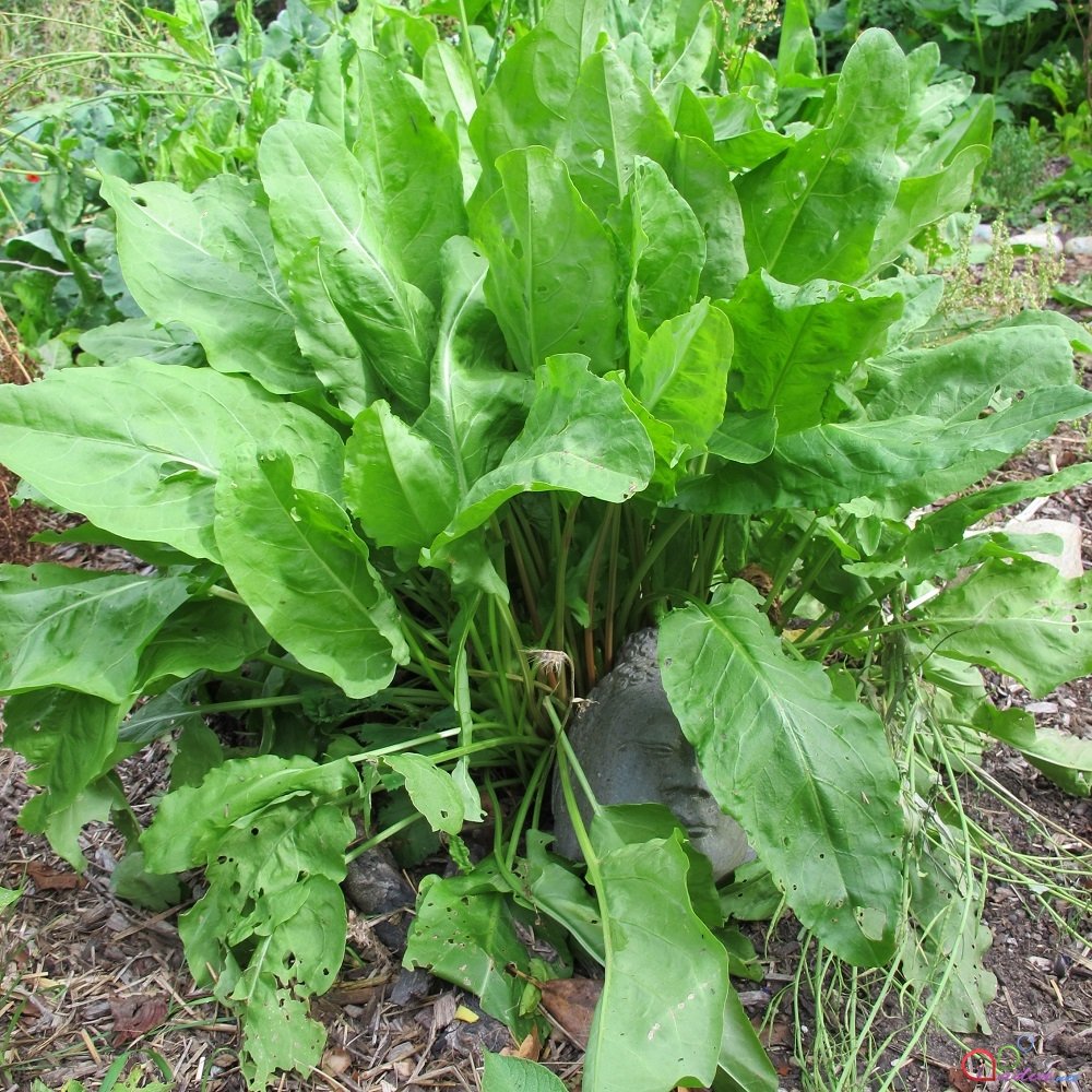 Кислятка. Щавель курчавый (Rumex crispus). Щавель Шпинатный. Конский щавель Шпинатный. Щавель Шпинатный дикий.