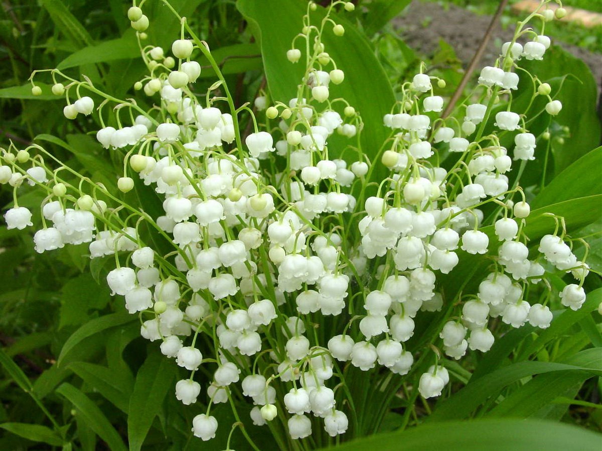 Лесное растение с белыми цветами