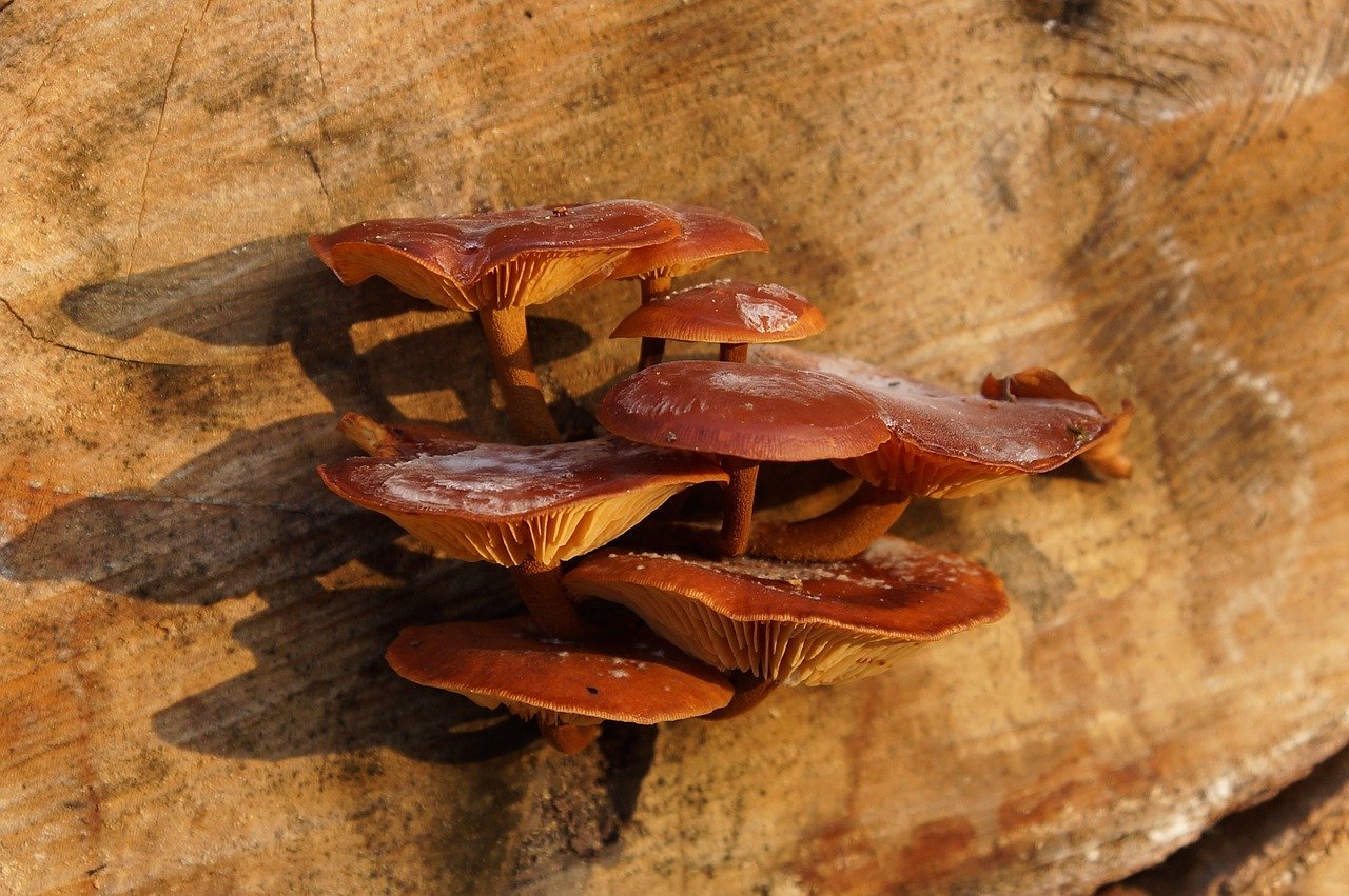 Пластинчатый гриб на дереве. Грибы на деревьях съедобные. Коричневый гриб на дереве. Коричневый гриб на древесине. Плоские грибы на деревьях.