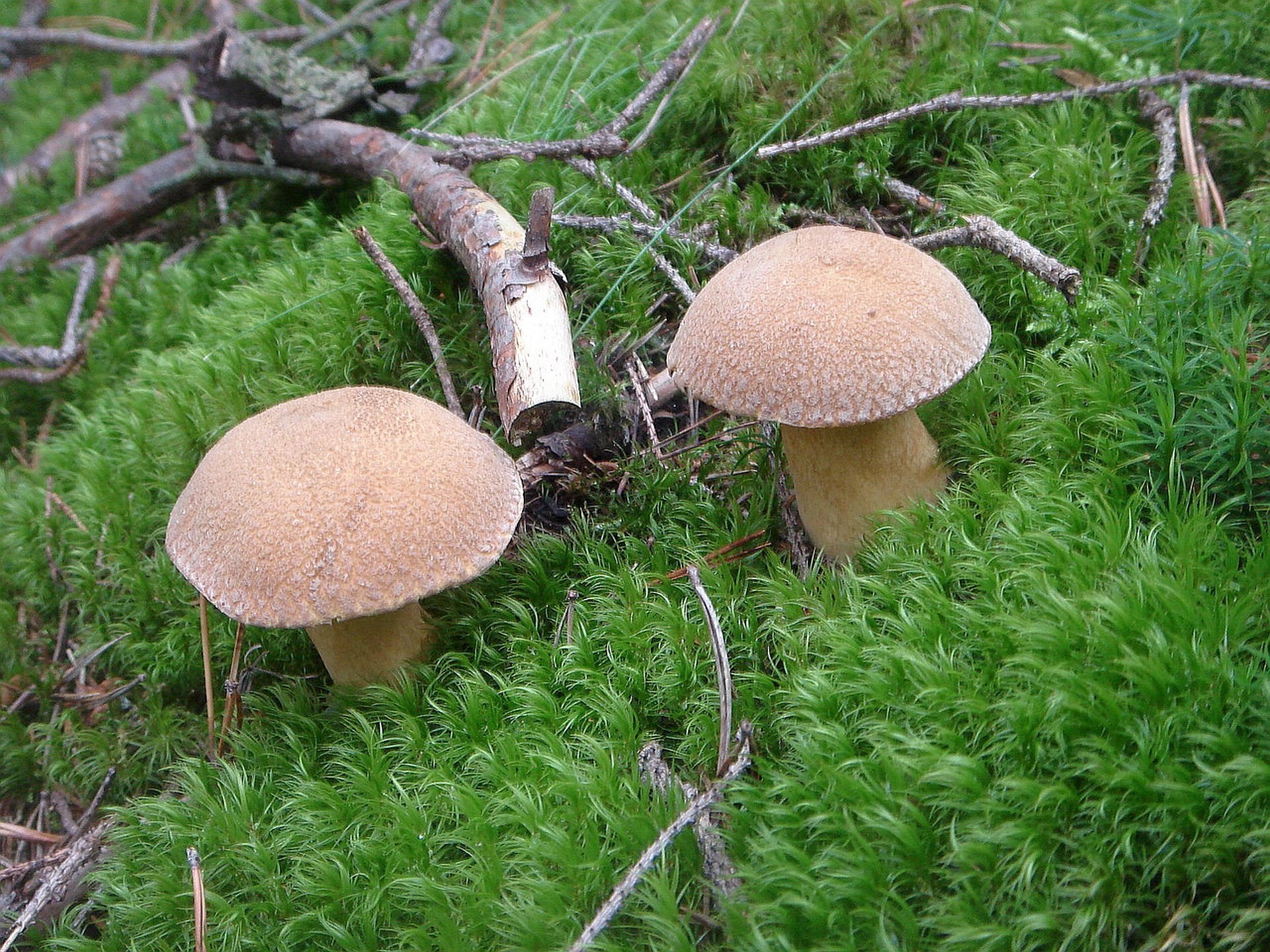 Триместр гриб. Грибы. Грибы в лесу. Съедобные грибы в лесу. Ягель и грибы.