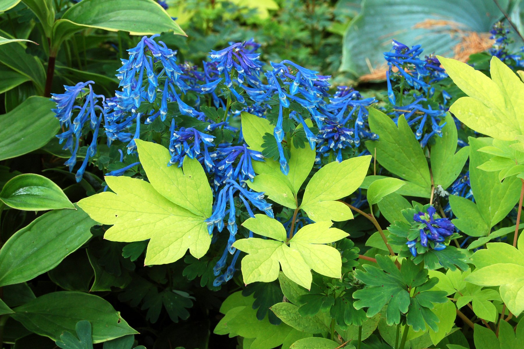 Хохлатка (Corydalis)