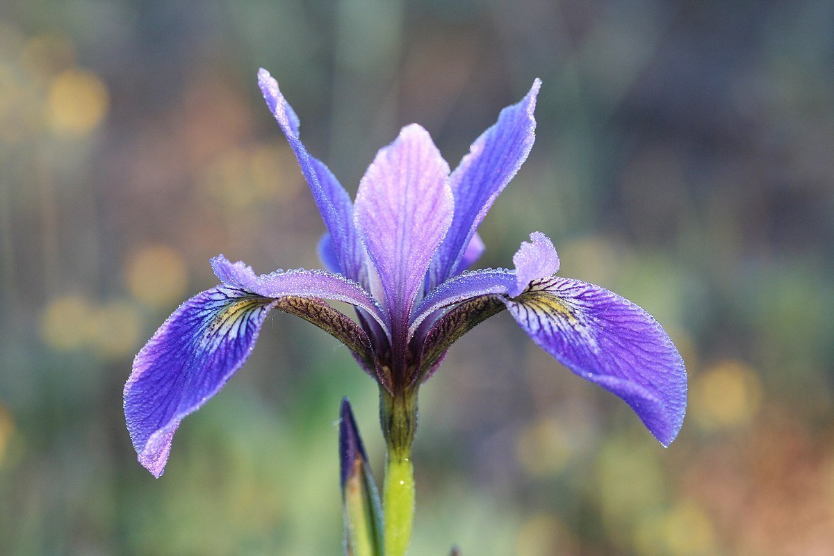 Ирис Iris versicolor