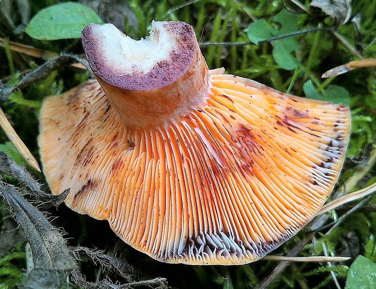 Рыжик Полукрасный гриб. Lactarius semisanguifluus. Пластинчатые съедобные грибы рыжики. Рыжик пластинчатый.