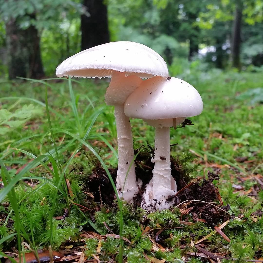 Несъедобные грибы беларуси