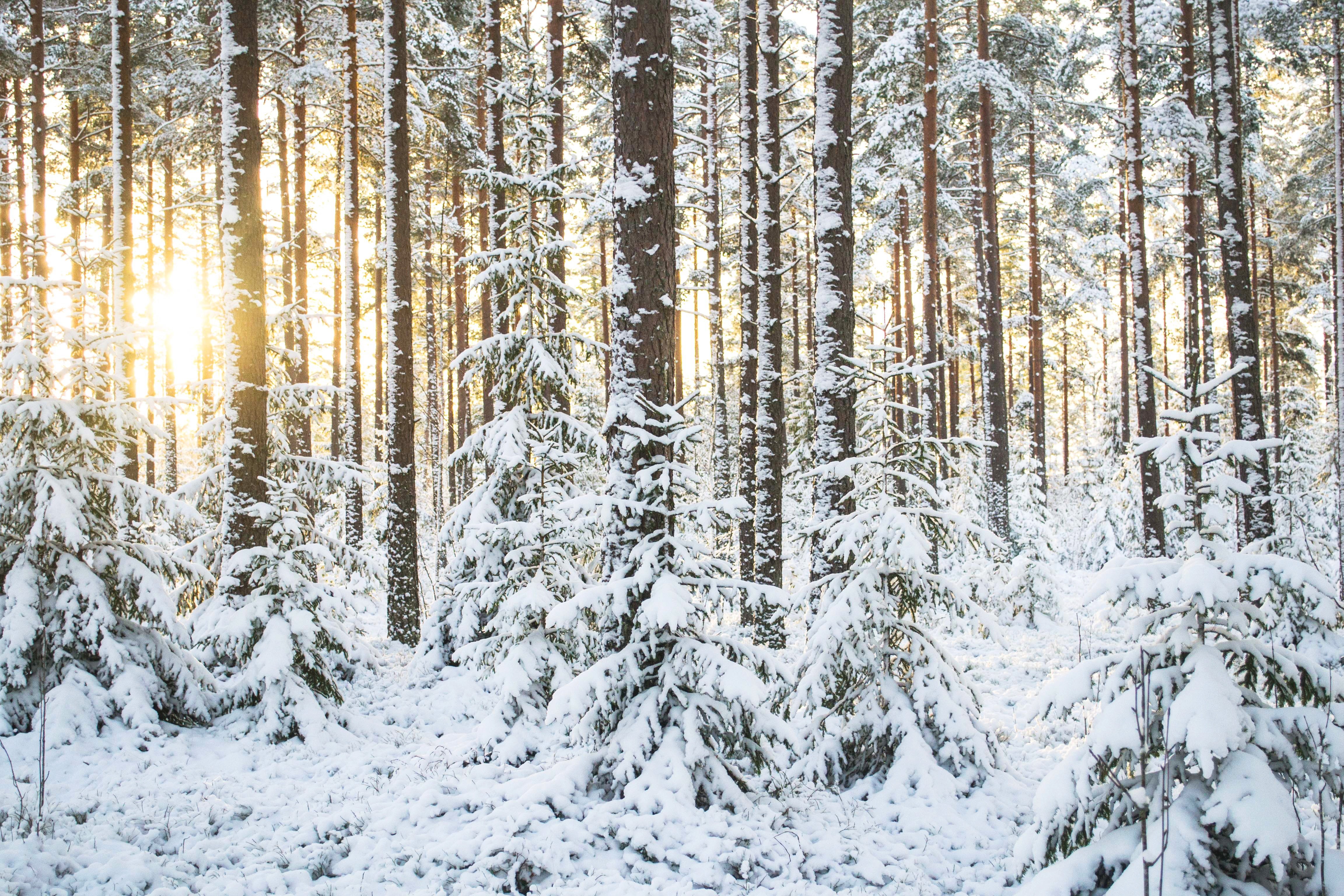 Климат зон хвойных лесов. Широколиственный лес зима. Смешанные и широколиственные леса зима. Зимой в лесу. Смешанные леса зимой.