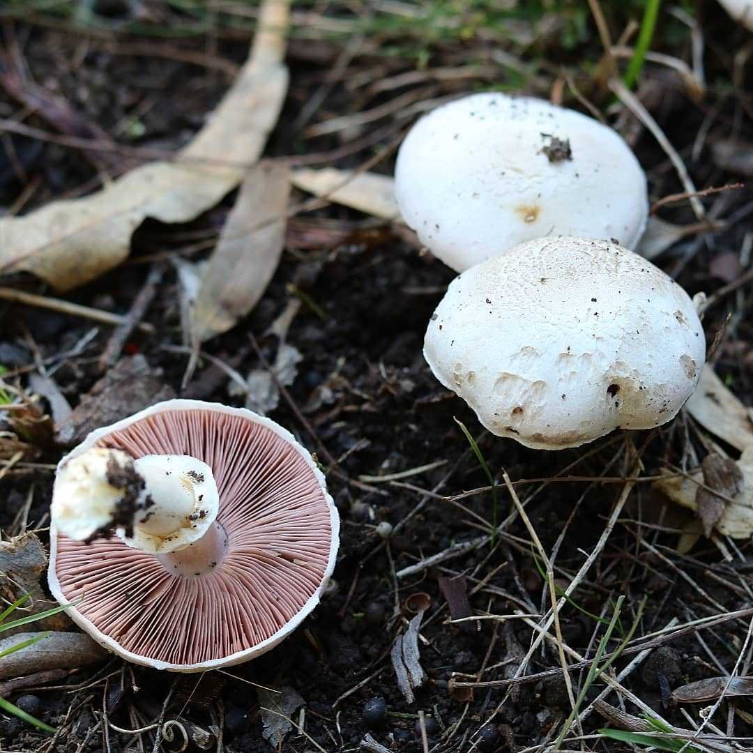 Шампиньон луговой фото. Шампиньон Луговой Agaricus Campestris. Шампиньон обыкновенный Печерица. Шампиньон обыкновенный (Agaricus Campestris). Печерица, Луговой шампиньон ложные.