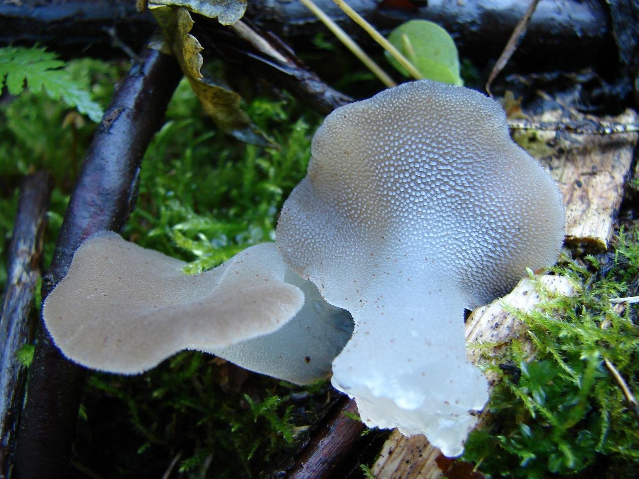Ежовик плодовое тело. Ложноежовик студенистый. Ежовик гриб гименофор. Ложноежовик студенистый гриб. Псевдоежовик студенистый (Pseudohydnum gelatinosum).