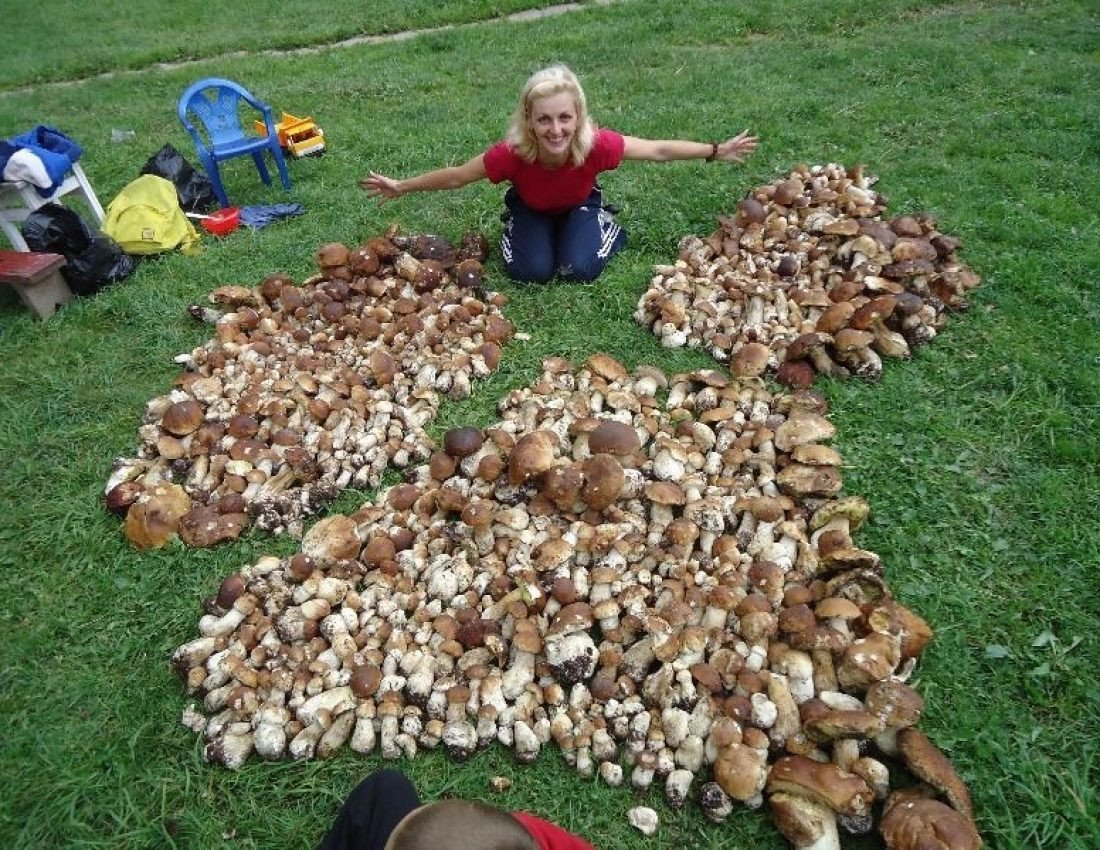 Огромное количество маленьких. Насобирал много грибов. Огромная куча белых грибов. Большой урожай грибов. Грибы большие кучи.