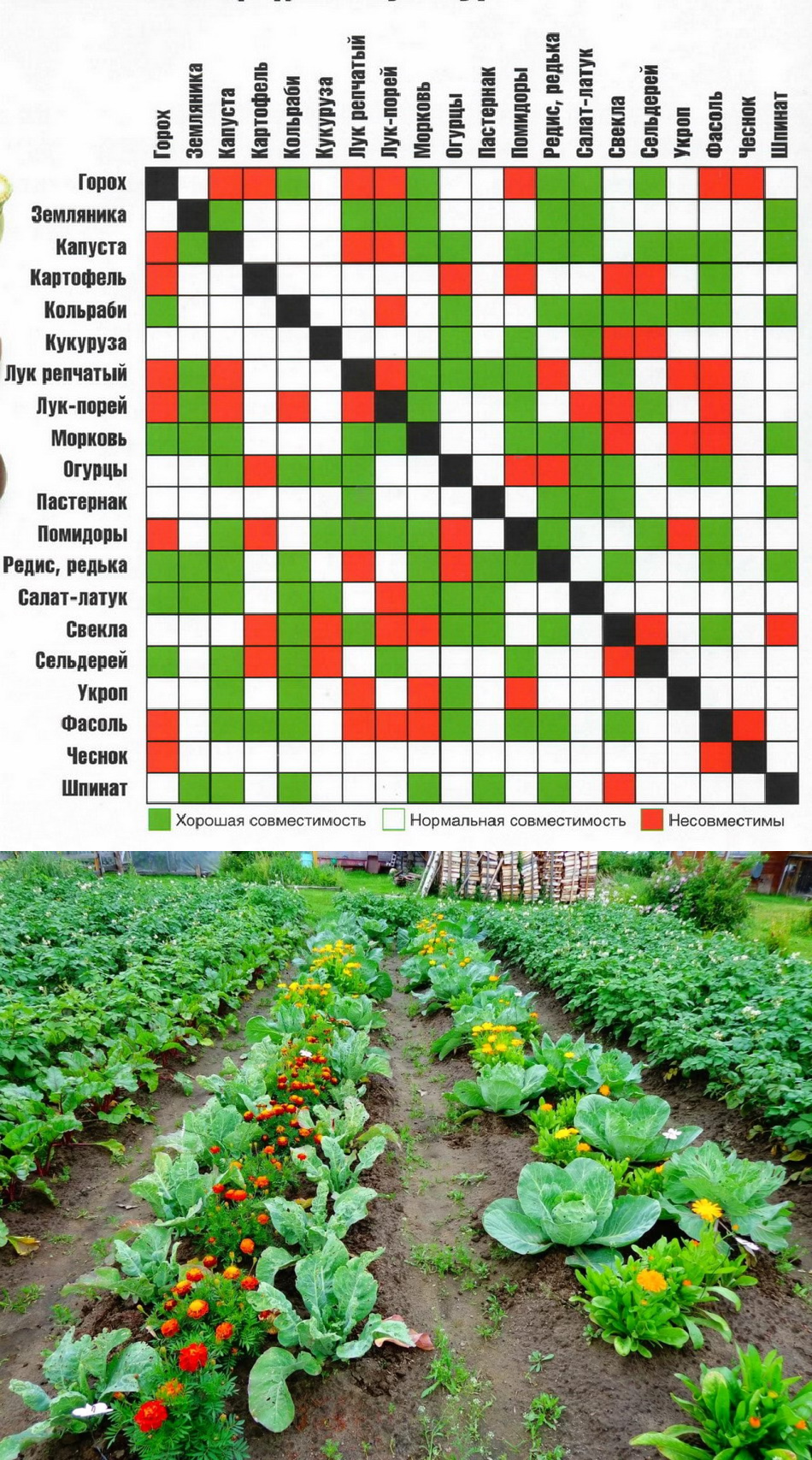 Овощи соседи на грядке таблица. Совместимость посадок овощей на грядках таблица. Соседство овощей на грядках в огороде таблица. Соседство овощей на грядках таблица совместимости растений. Соседство посадки овощей на огороде таблица.