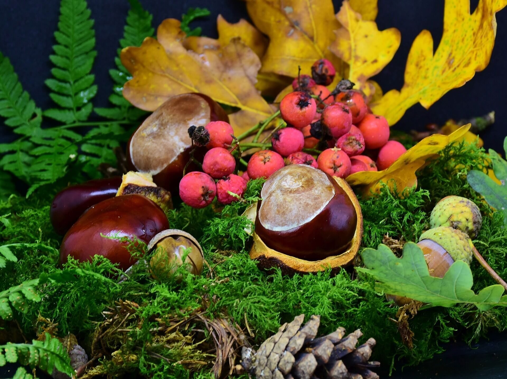 Лето грибами осень плодами. Каштан плод Желудь. Осенние дары природы. Осенние дары леса. Лес грибы ягоды.