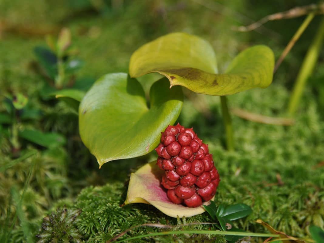 Болотные плоды. Белокрыльник боло́тный. Белокрыльник болотный ягода. Белокрыльник болотный ядовитый. Белокрыльник болотный ядовитое растение.