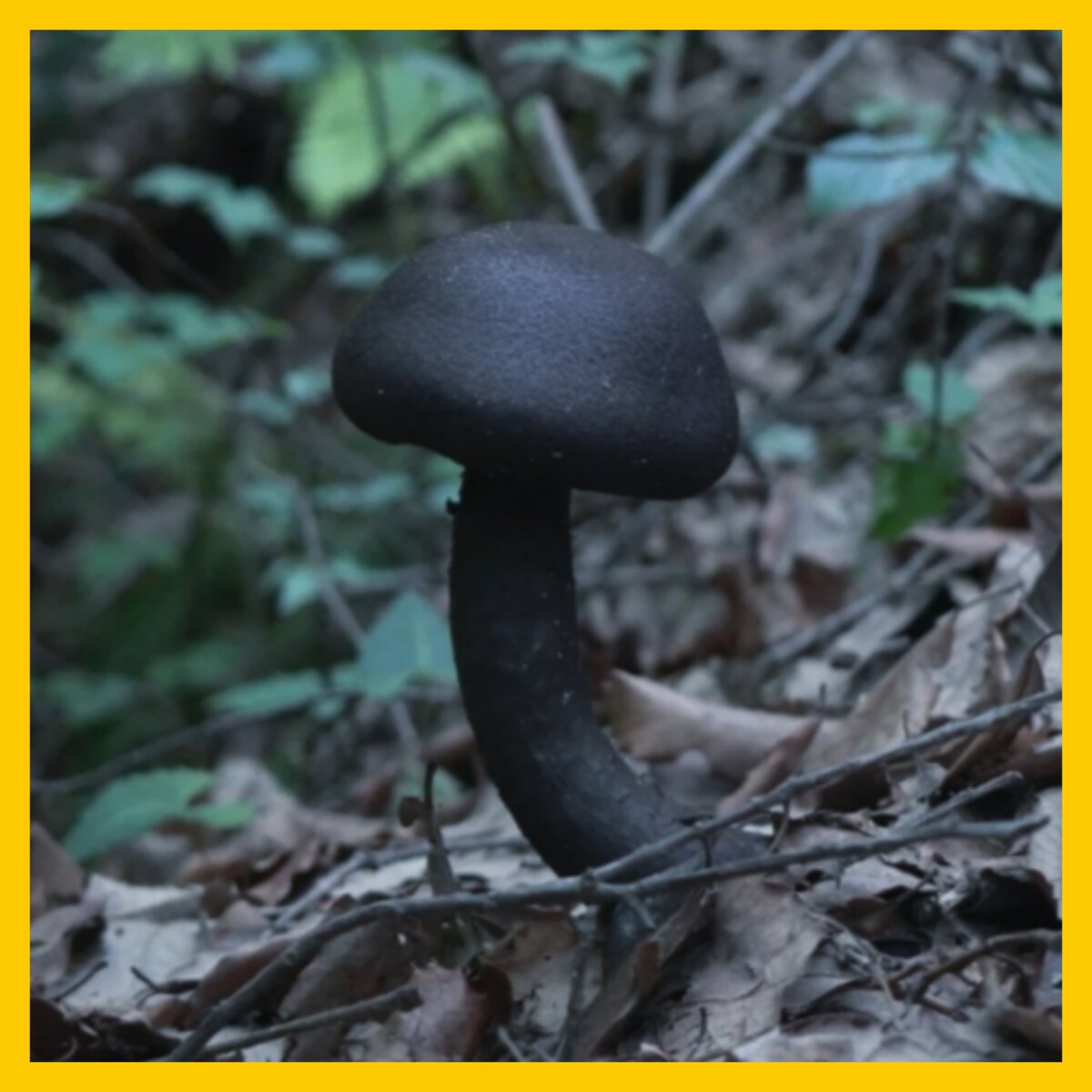 Черные грибы виды. Черные грибы съедобные. Гриб с черной шляпкой. Маленький черный гриб. Черные опята.