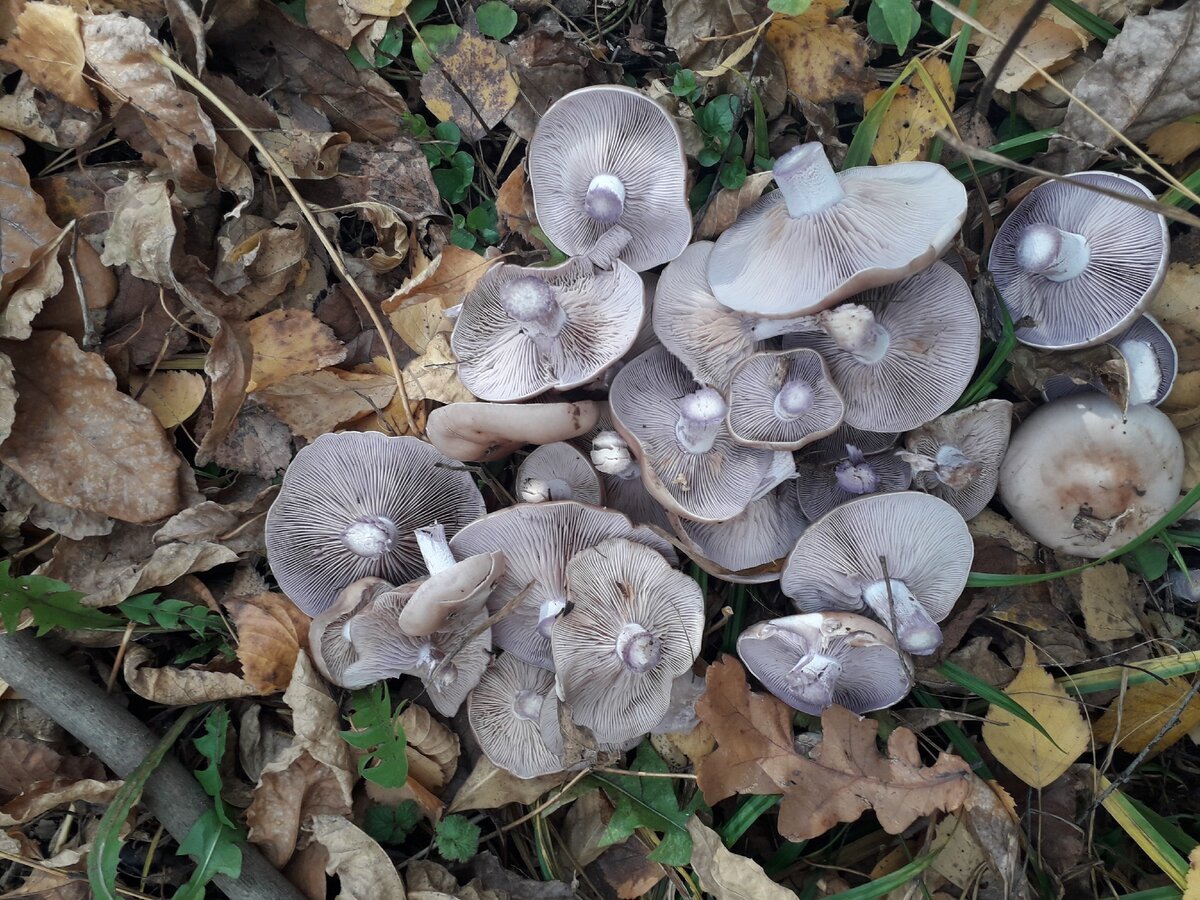 Как выглядит рядовка фото. Рядовка серая Tricholoma saponaceum. Грибы рядовки серые съедобные. Гриб рядовка серая. Рядовка мыльная Tricholoma saponaceum.