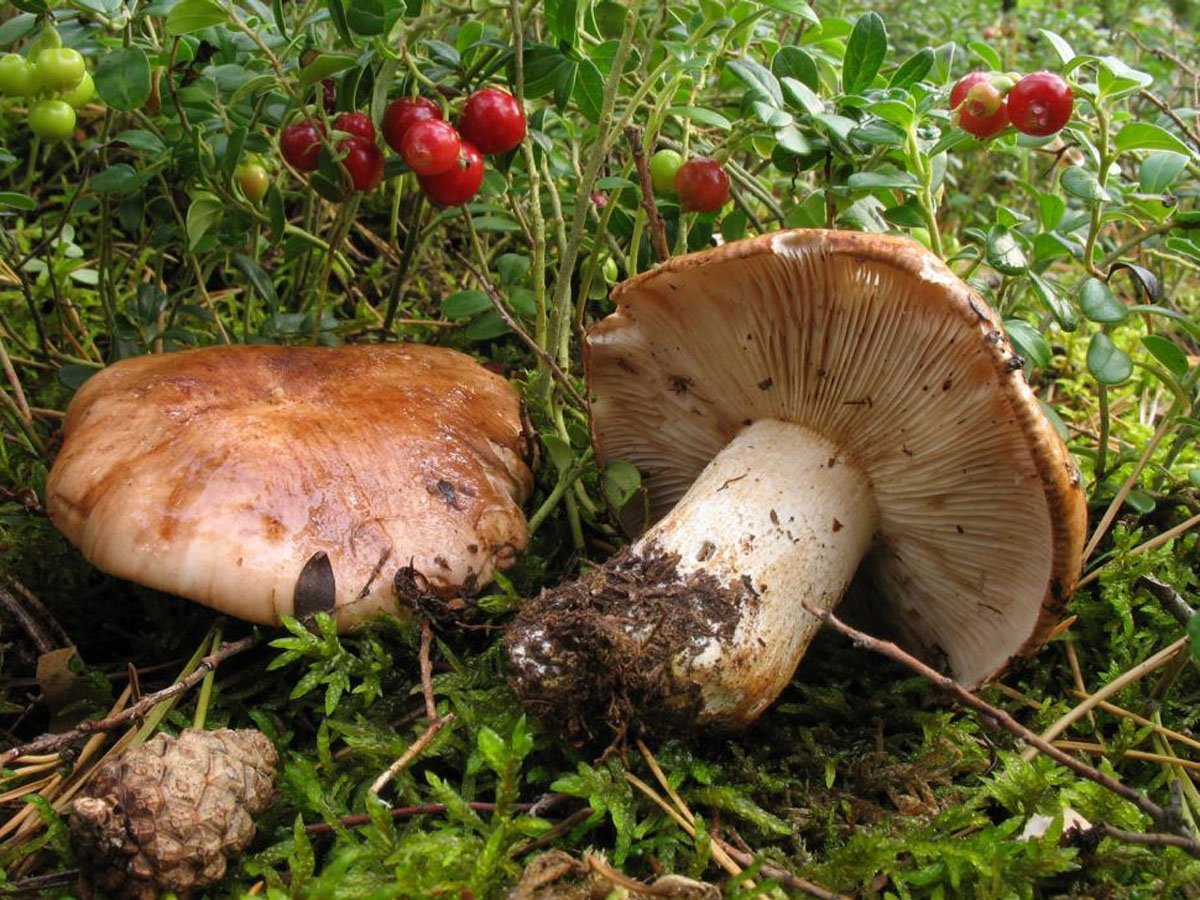 Рядовки грибы съедобные