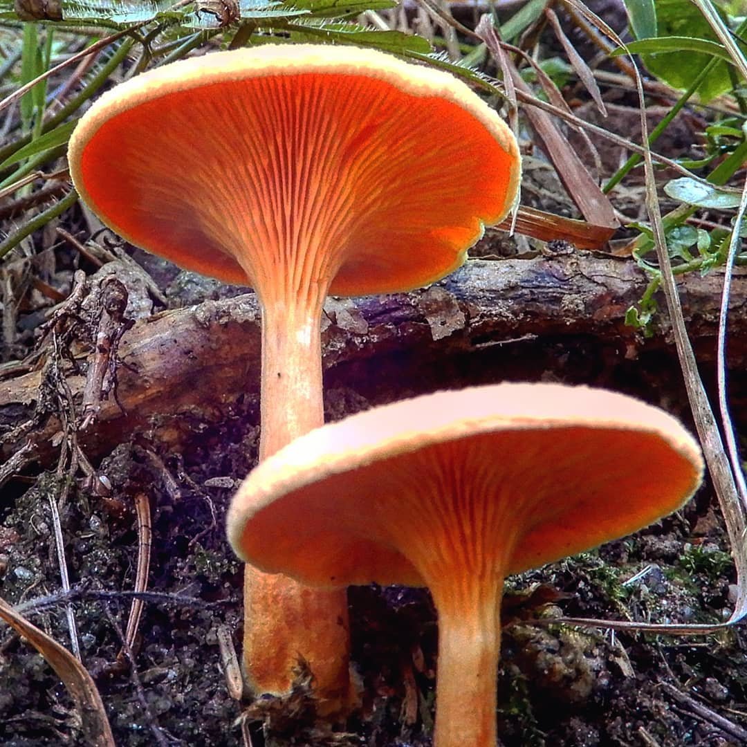 Маленькие оранжевые грибы