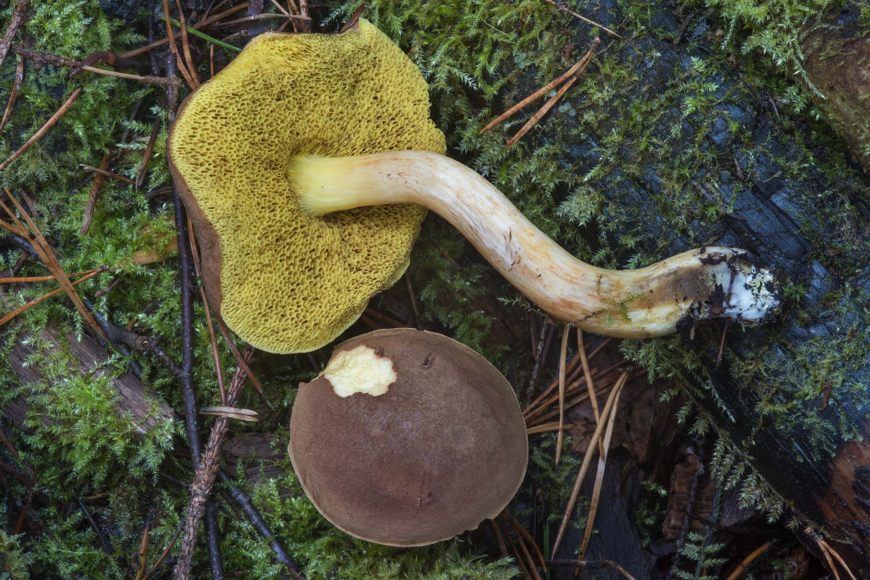 Ядовитые трубчатые грибы