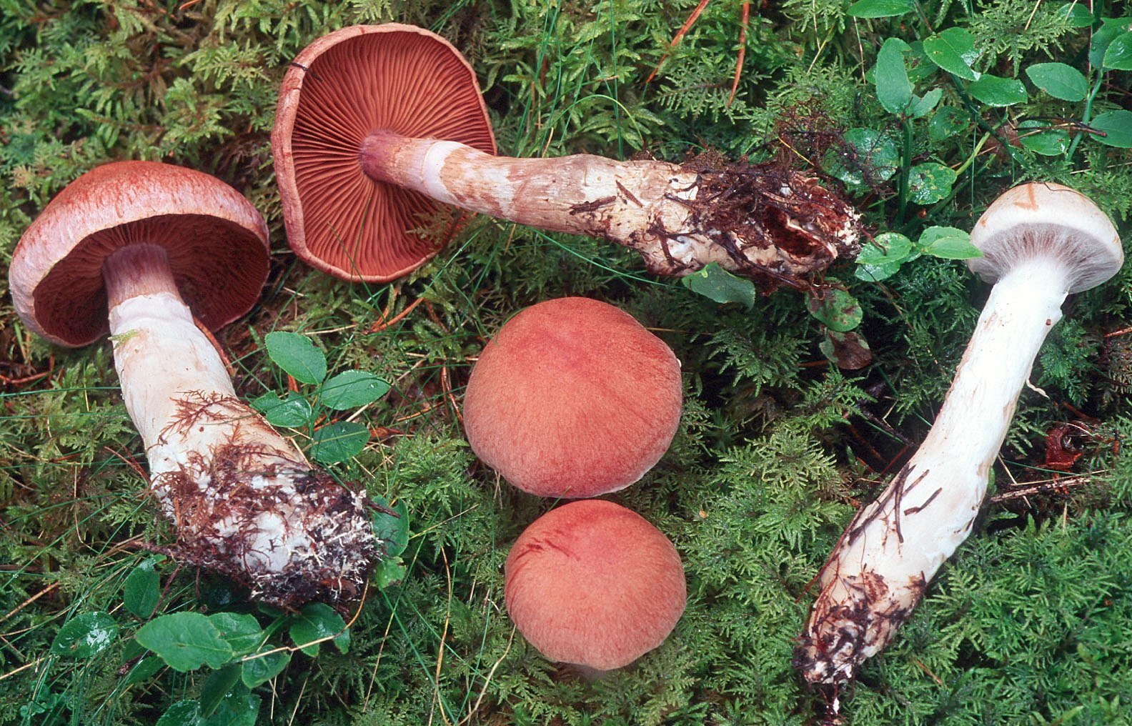 Трубчатые грибы поганки. Паутинник павлиний гриб. Паутинник изменчивый. Cortinarius Solis-Occasus. Паутинник кроваво-красный Cortinarius sanguineus.