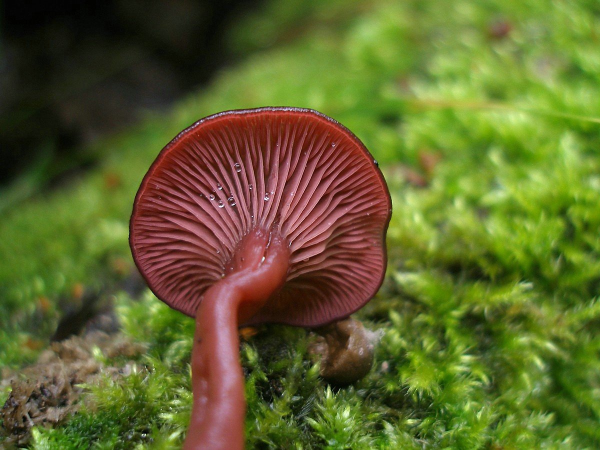 Большие пластинчатые грибы. Красный пластинчатый гриб. Бордовый гриб. Бордовый гриб пластинчатый. Гриб бордового цвета.