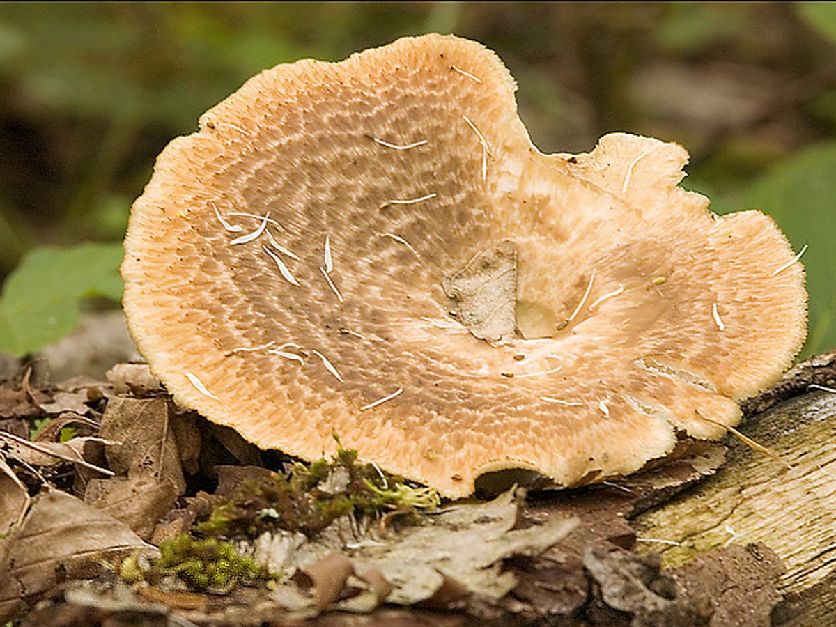 Трутовики дуба. Трутовик клубненосный Polyporus tuberaster. Полипорус клубненосный Polyporus tuberaster. Трутовик гриб клубненосный. Трутовик пластинчатый гименофор.