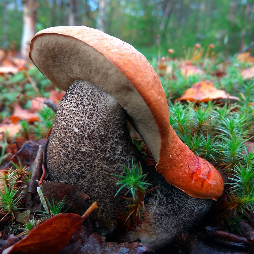 Самый ароматный гриб