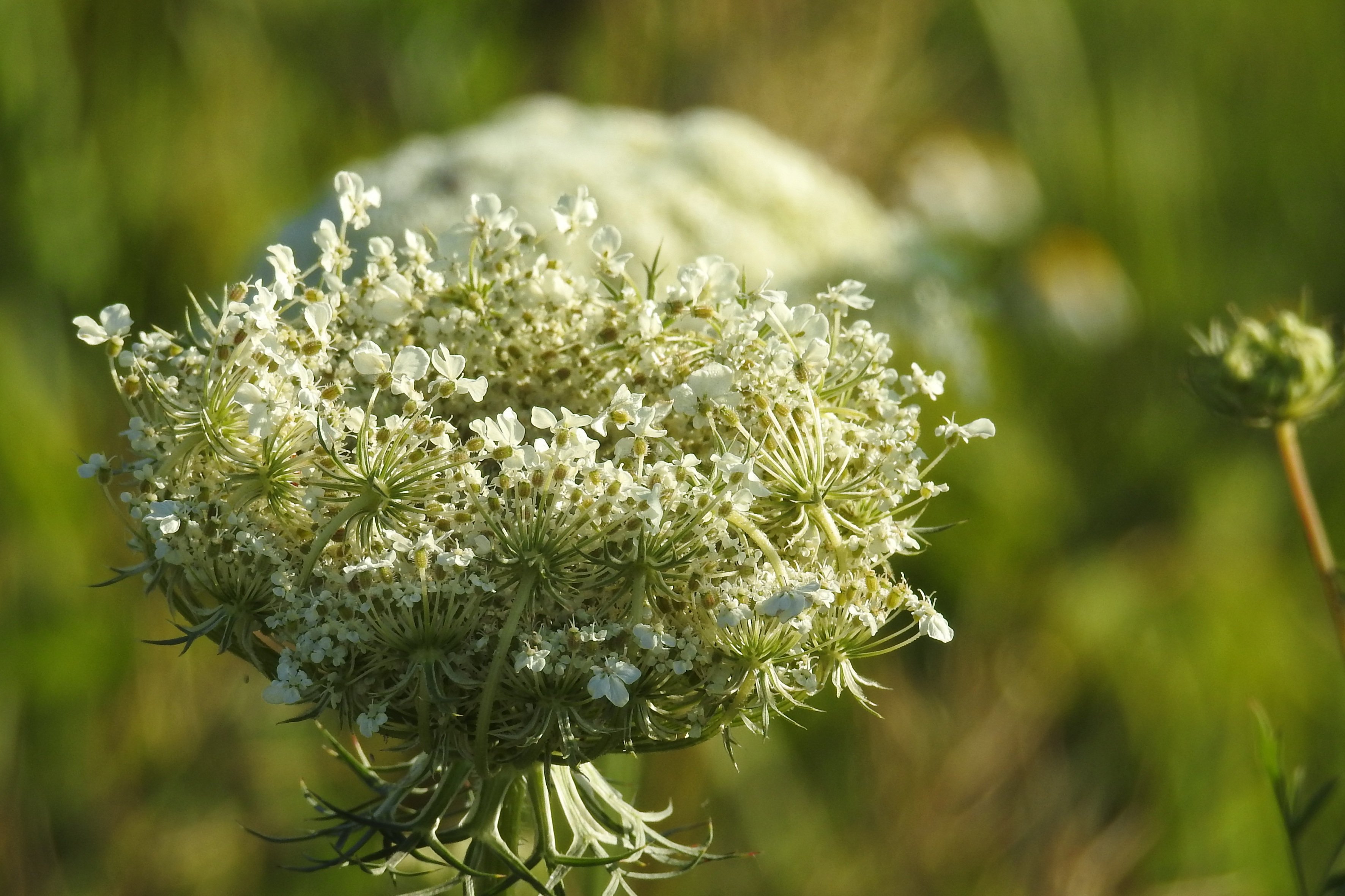 Daucus carota С†РІРµС‚РѕРє