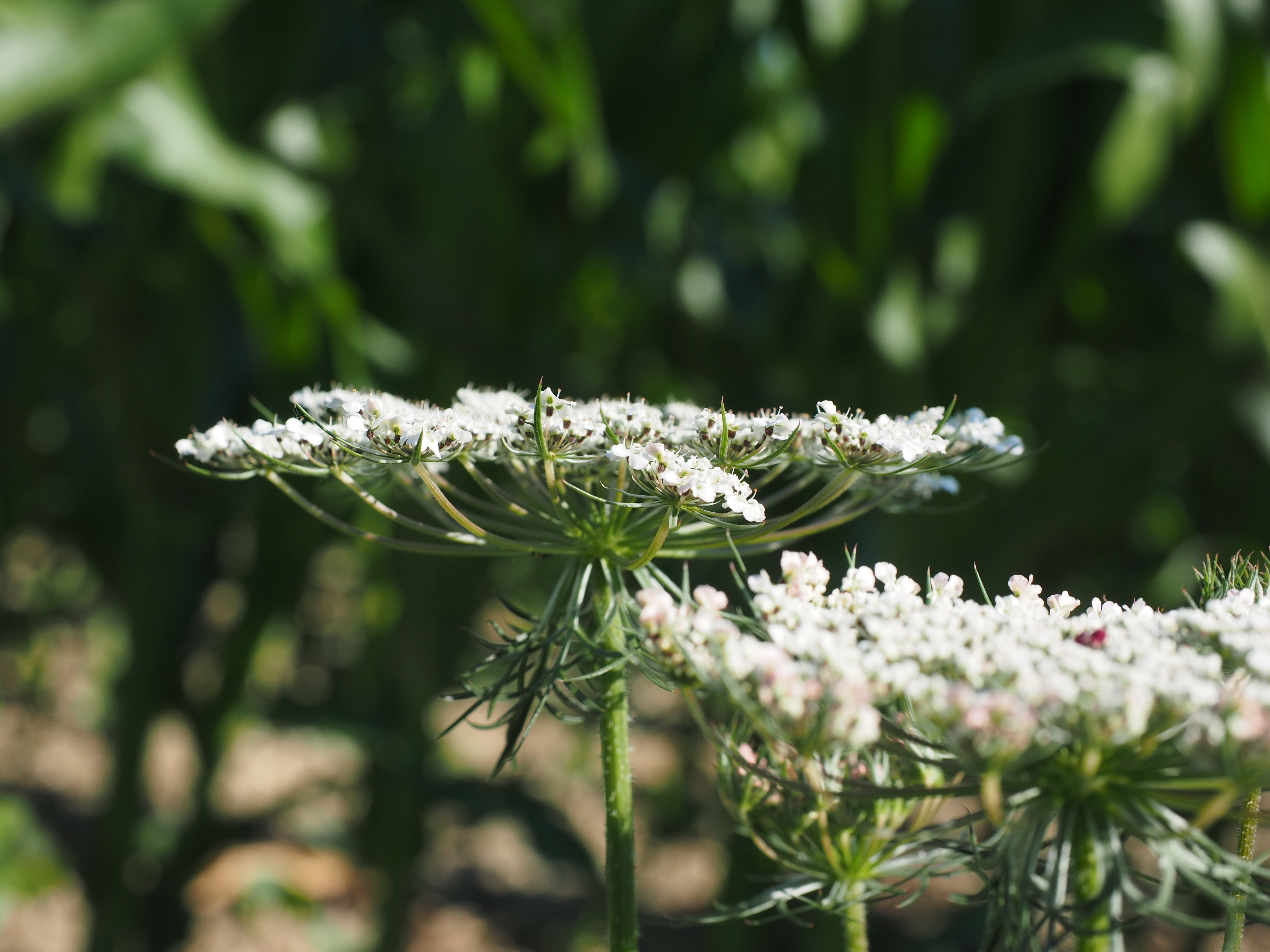 Зонтичные (Apiaceae)