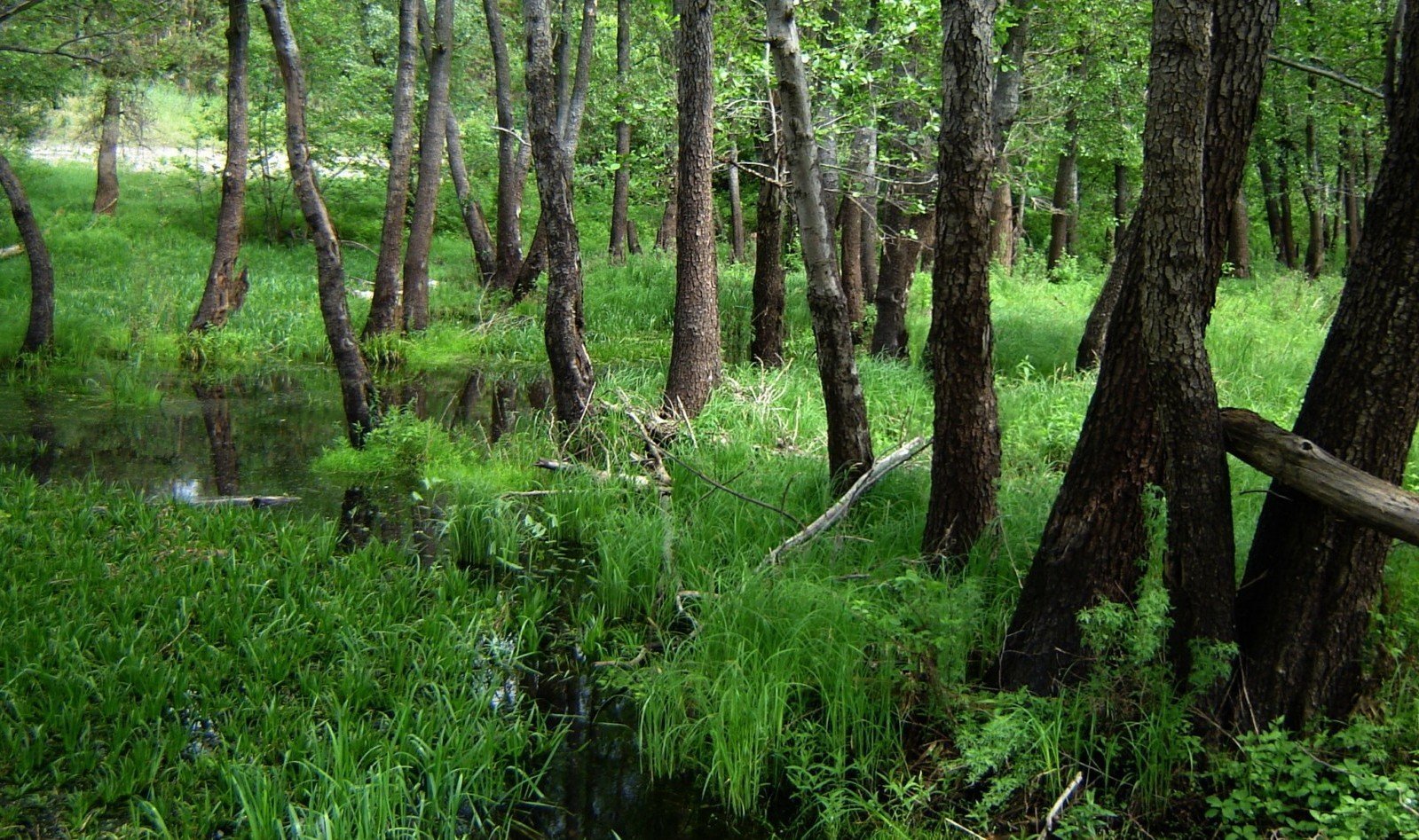 Ольховые леса Керженского заповедника