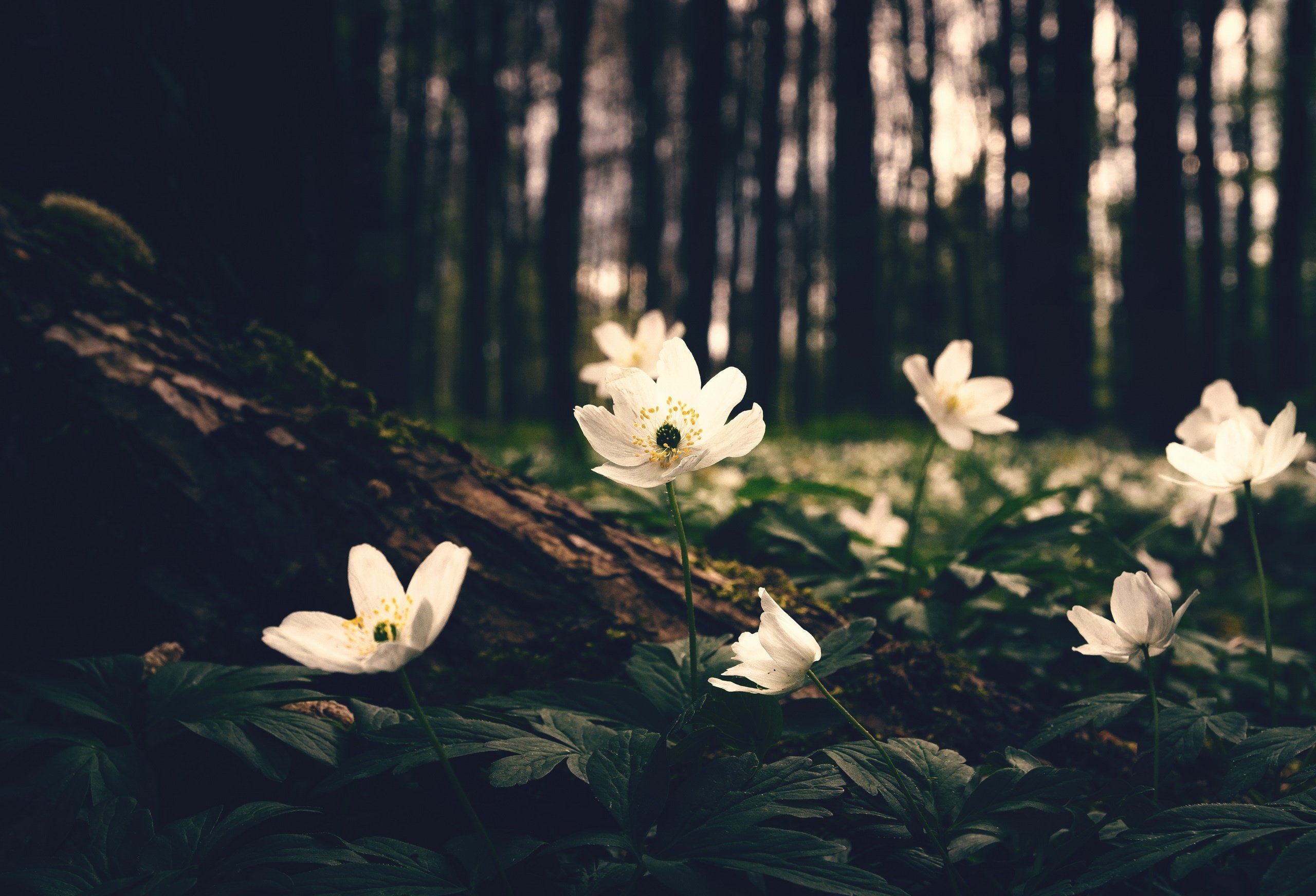 Wildflowers tumblr