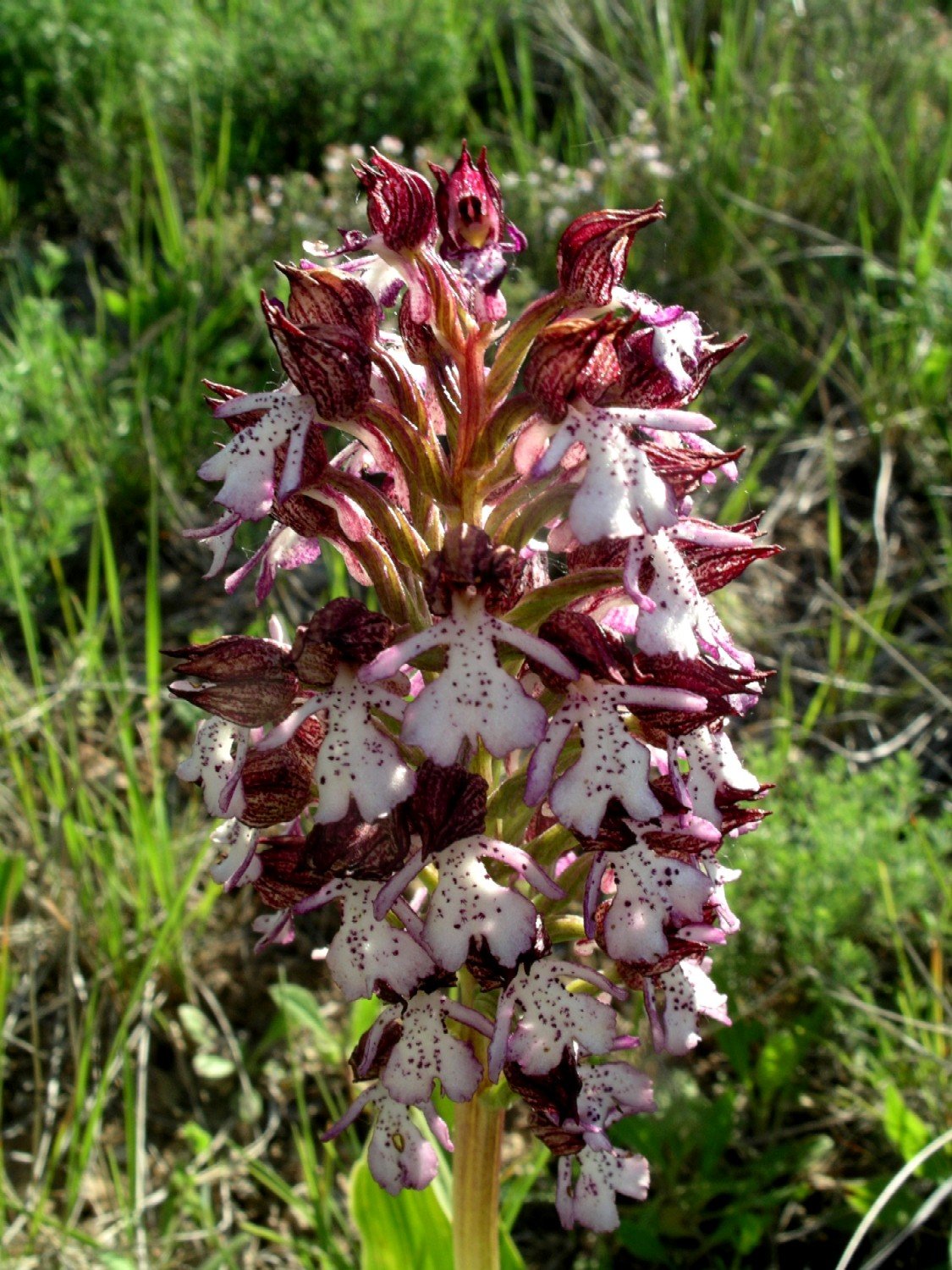 Лесная орхидея фото с названием и описанием