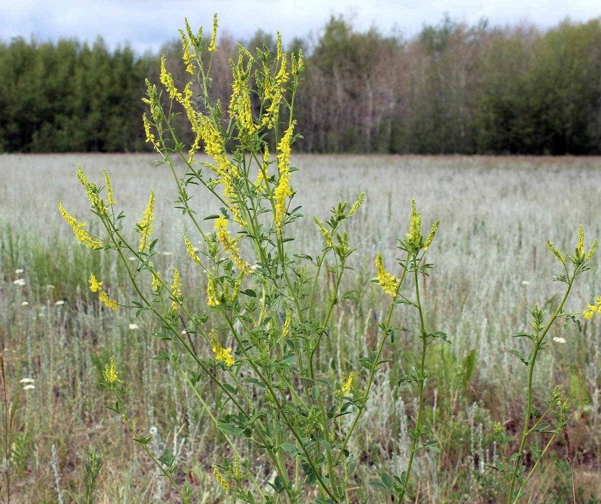 Р”РѕРЅРЅРёРє Melilotus officinalis