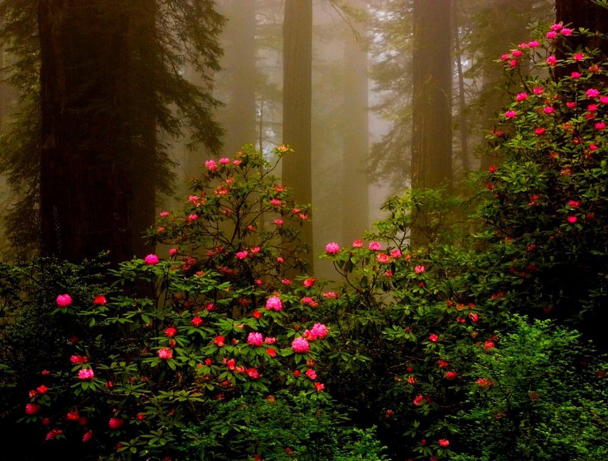 Лесной розовый цветок